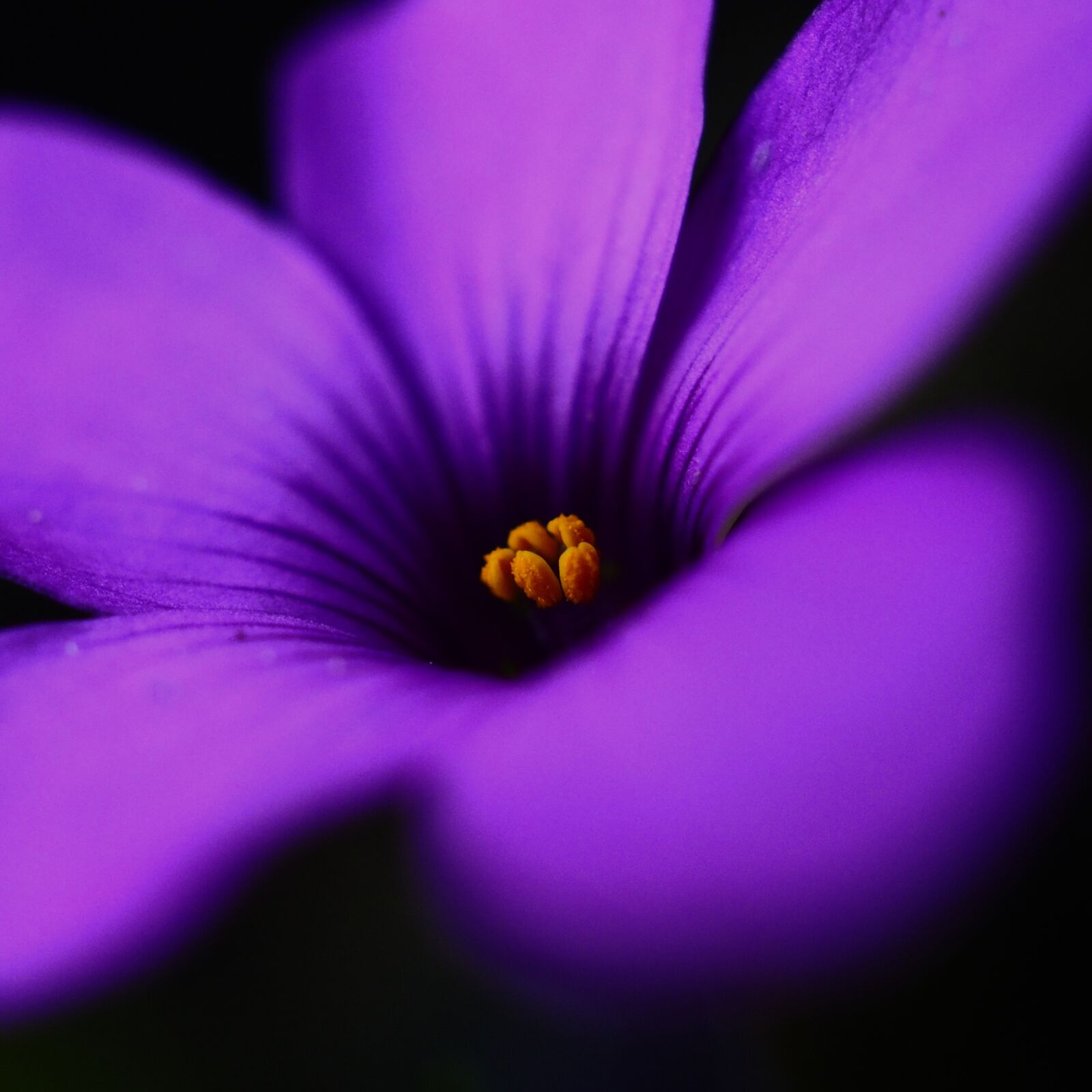 Olympus M.Zuiko Digital ED 30mm F3.5 Macro sample photo. Flower, purple, bloom photography