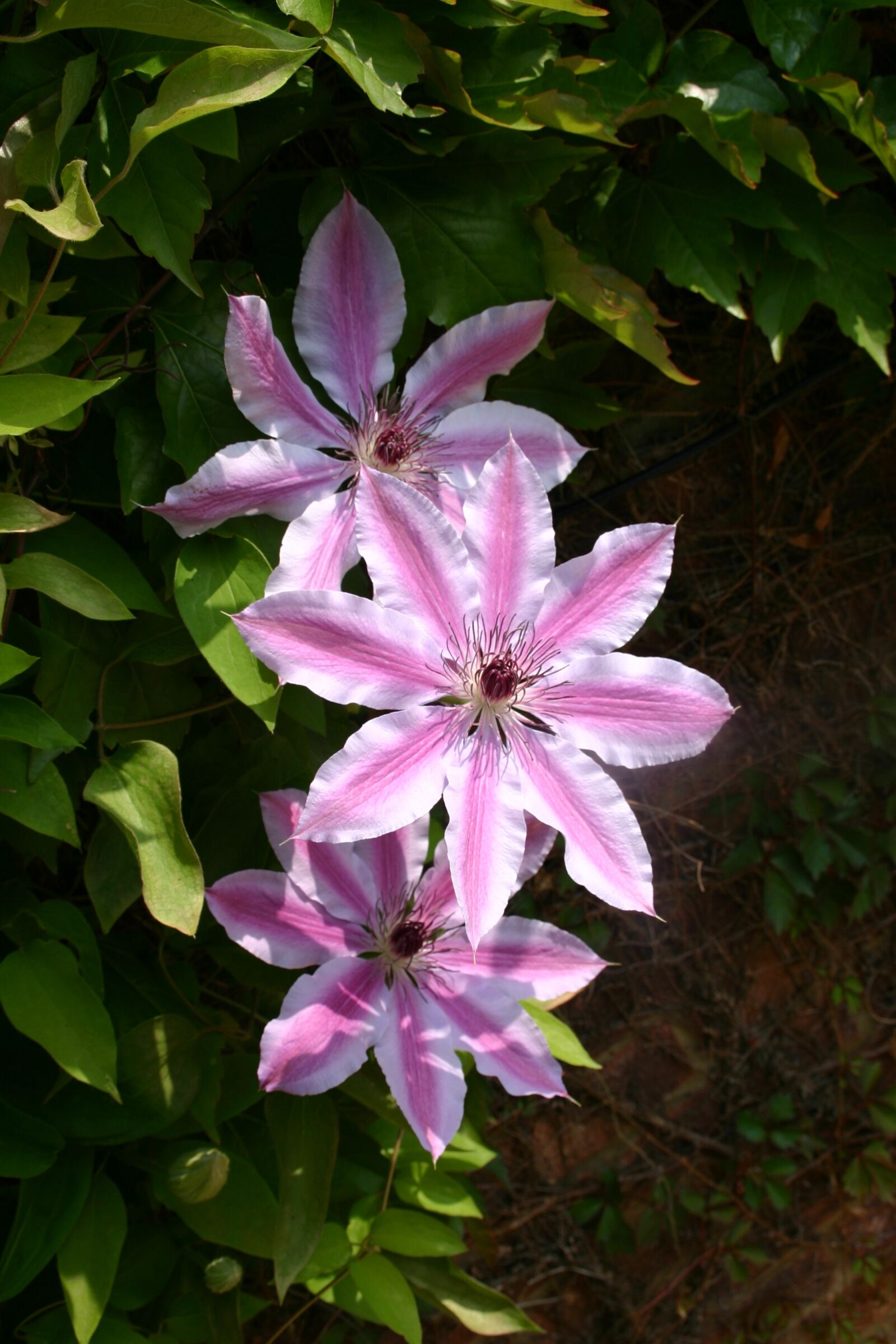 Canon EOS 300D (EOS Digital Rebel / EOS Kiss Digital) sample photo. Clematis, pink, flower photography