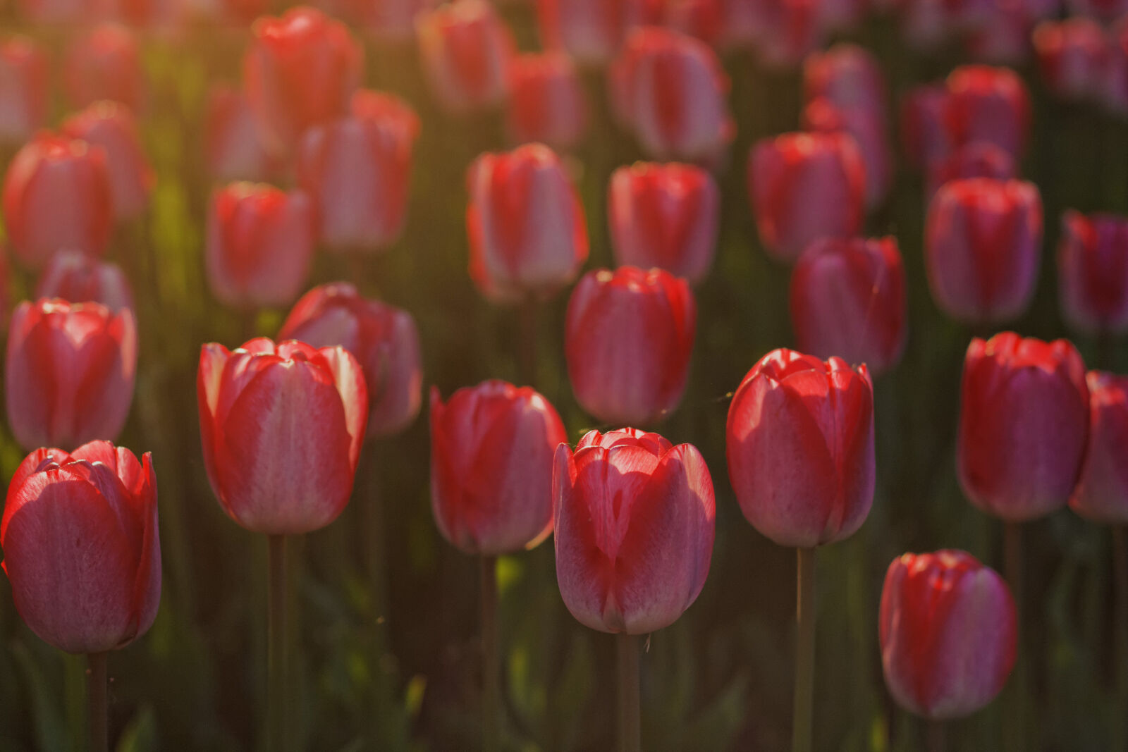 Canon EF 50mm F1.8 II sample photo. Flowers, spring, tulips photography