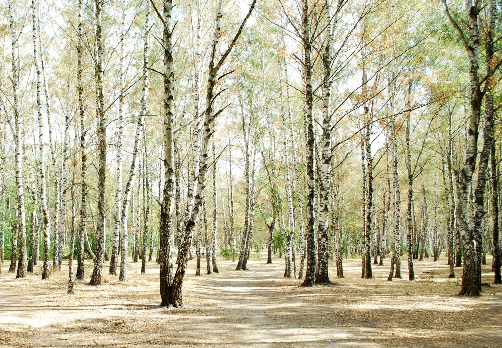 Nikon D60 sample photo. Birch, birch forest, forest photography