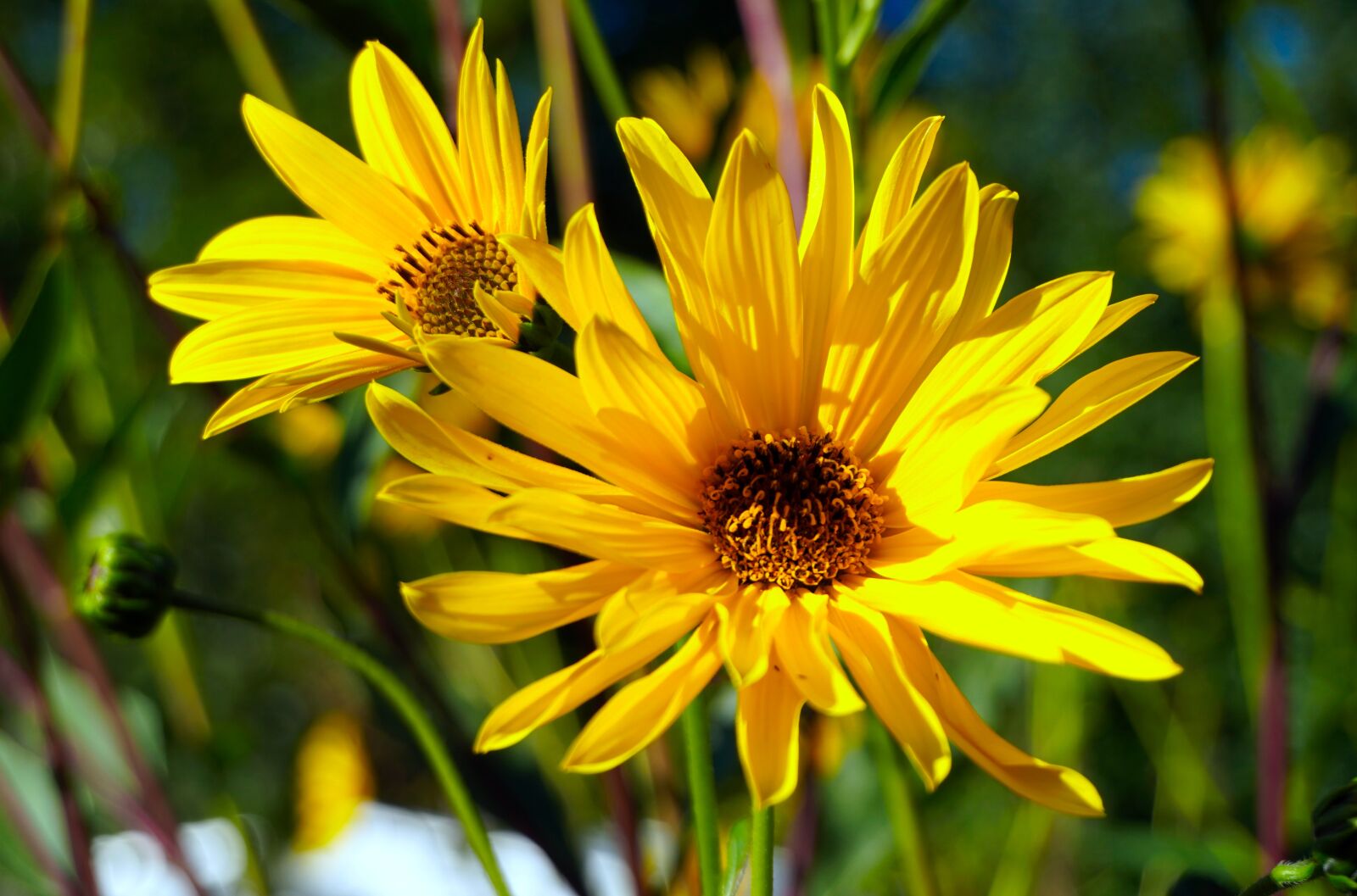 Sony a6400 sample photo. Flower, blossom, bloom photography