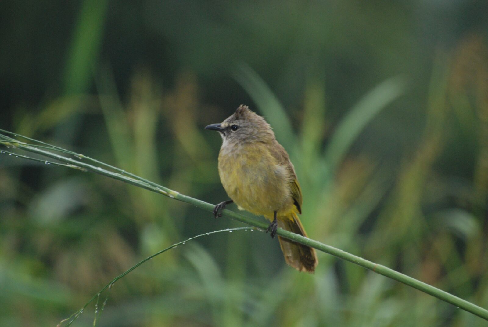 Nikon D80 sample photo. Bird, nature, southeast asia photography