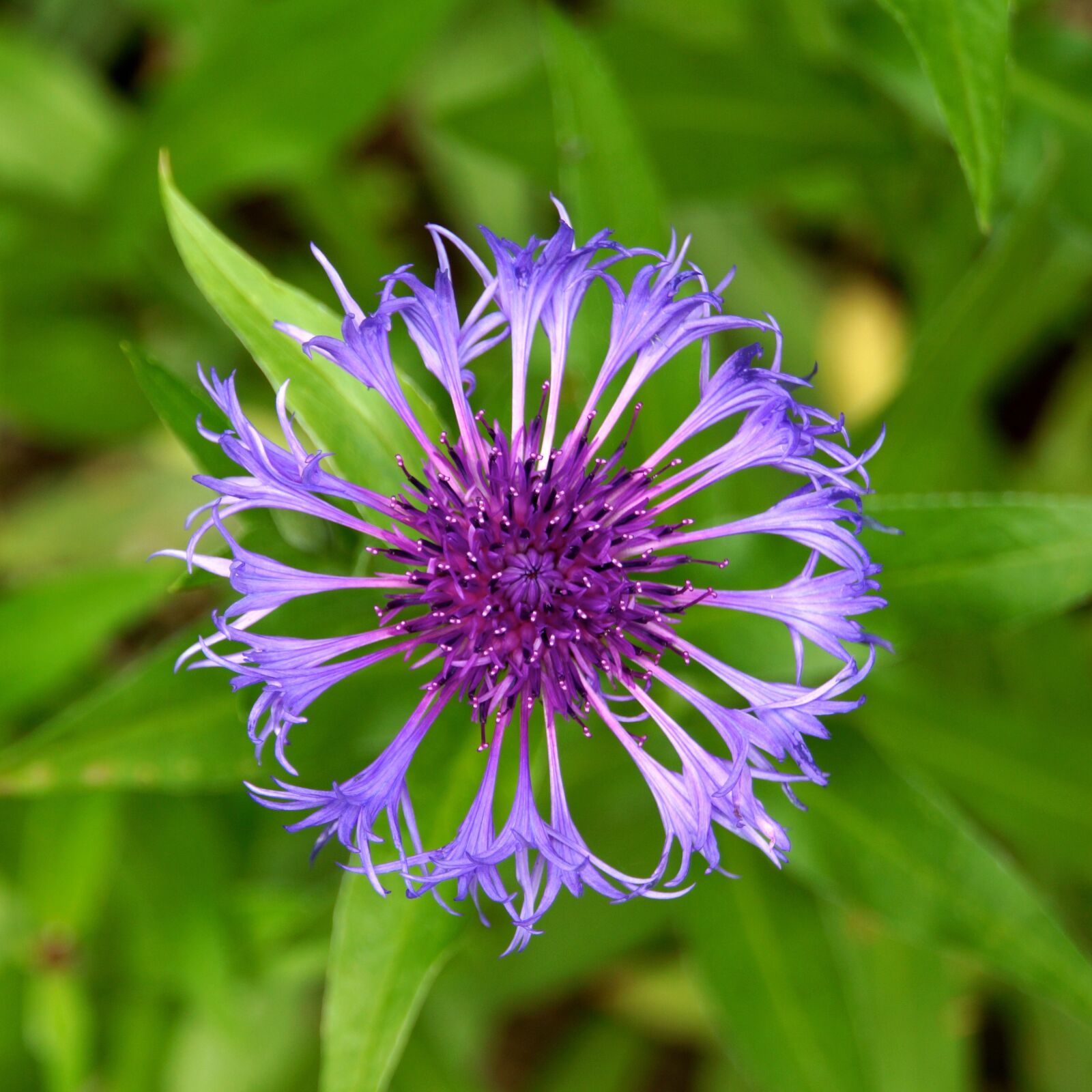 Sony Alpha NEX-7 sample photo. Mountain cornflower, blue flower photography