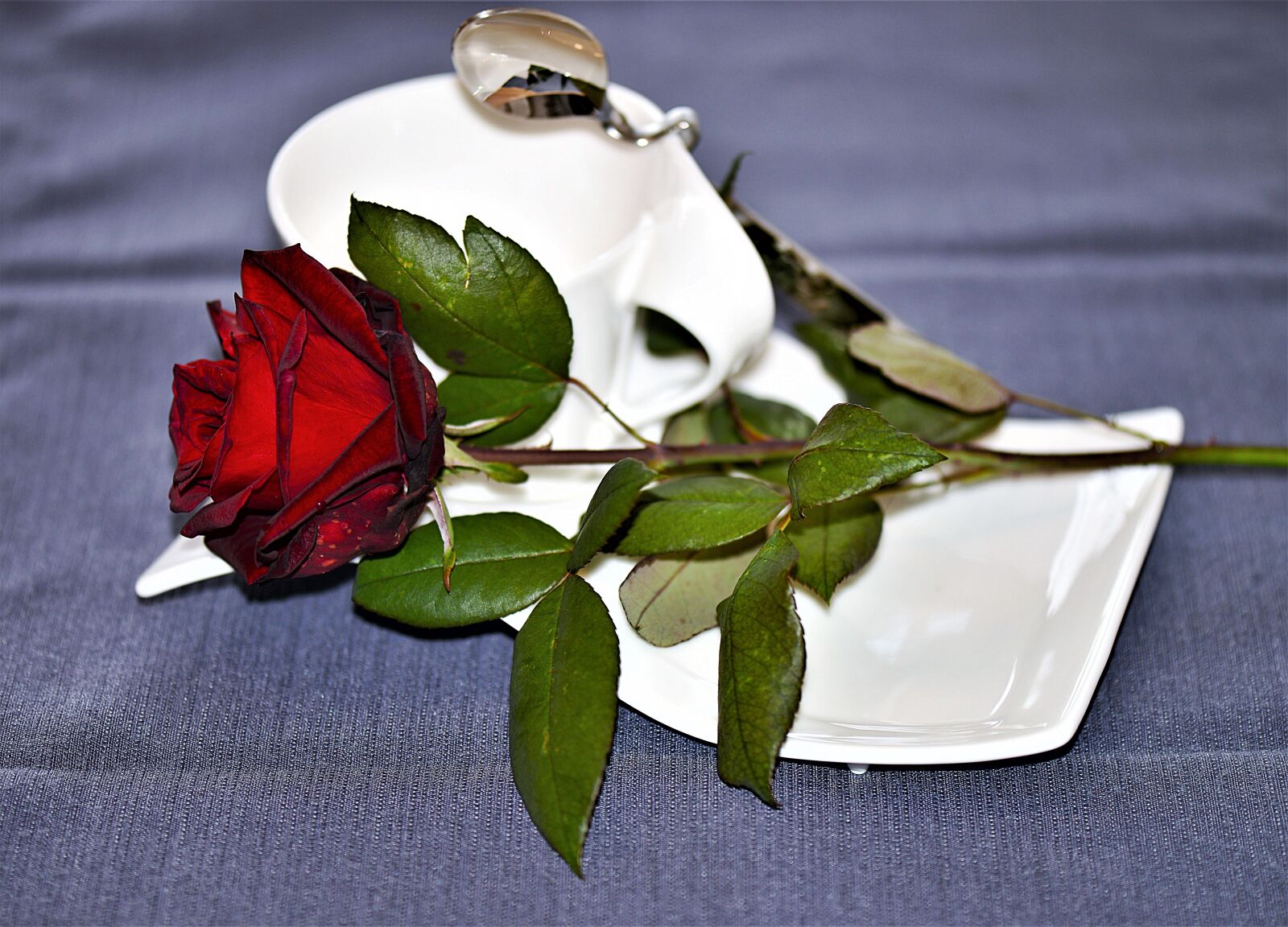 Nikon D610 sample photo. Rose, cover, coffee cup photography