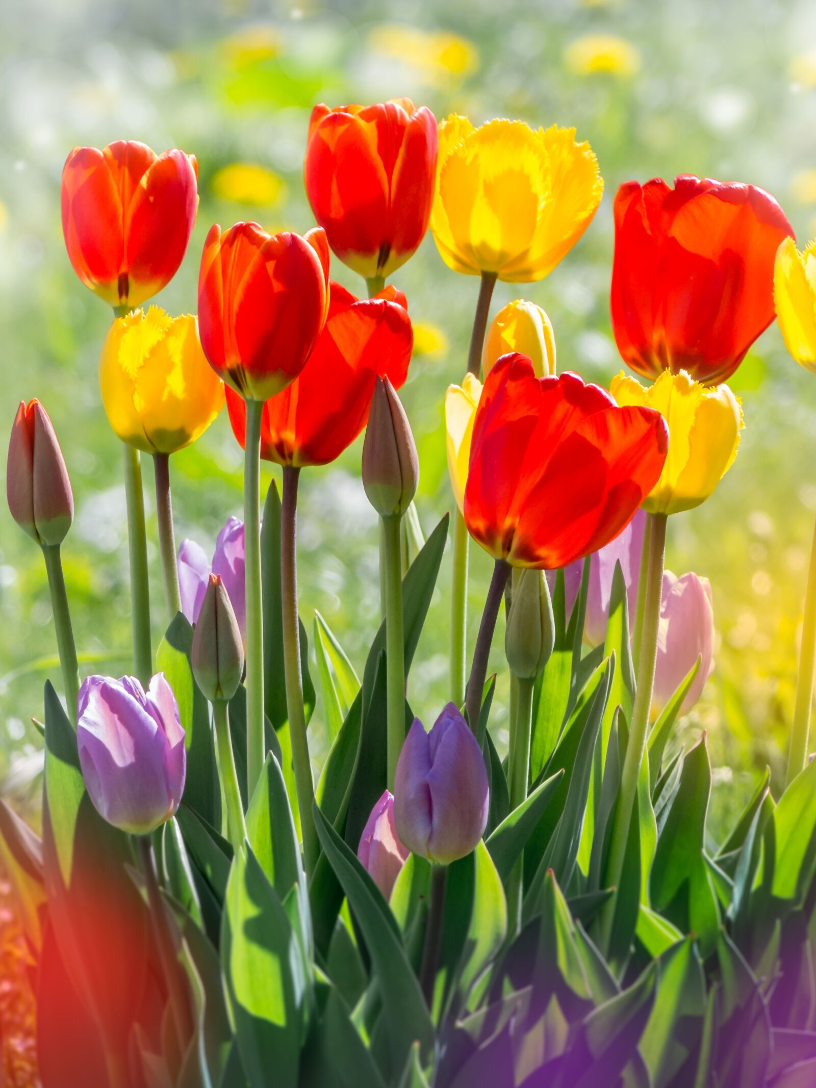 Panasonic Lumix DMC-FZ200 sample photo. Tulips, flowers, nature photography