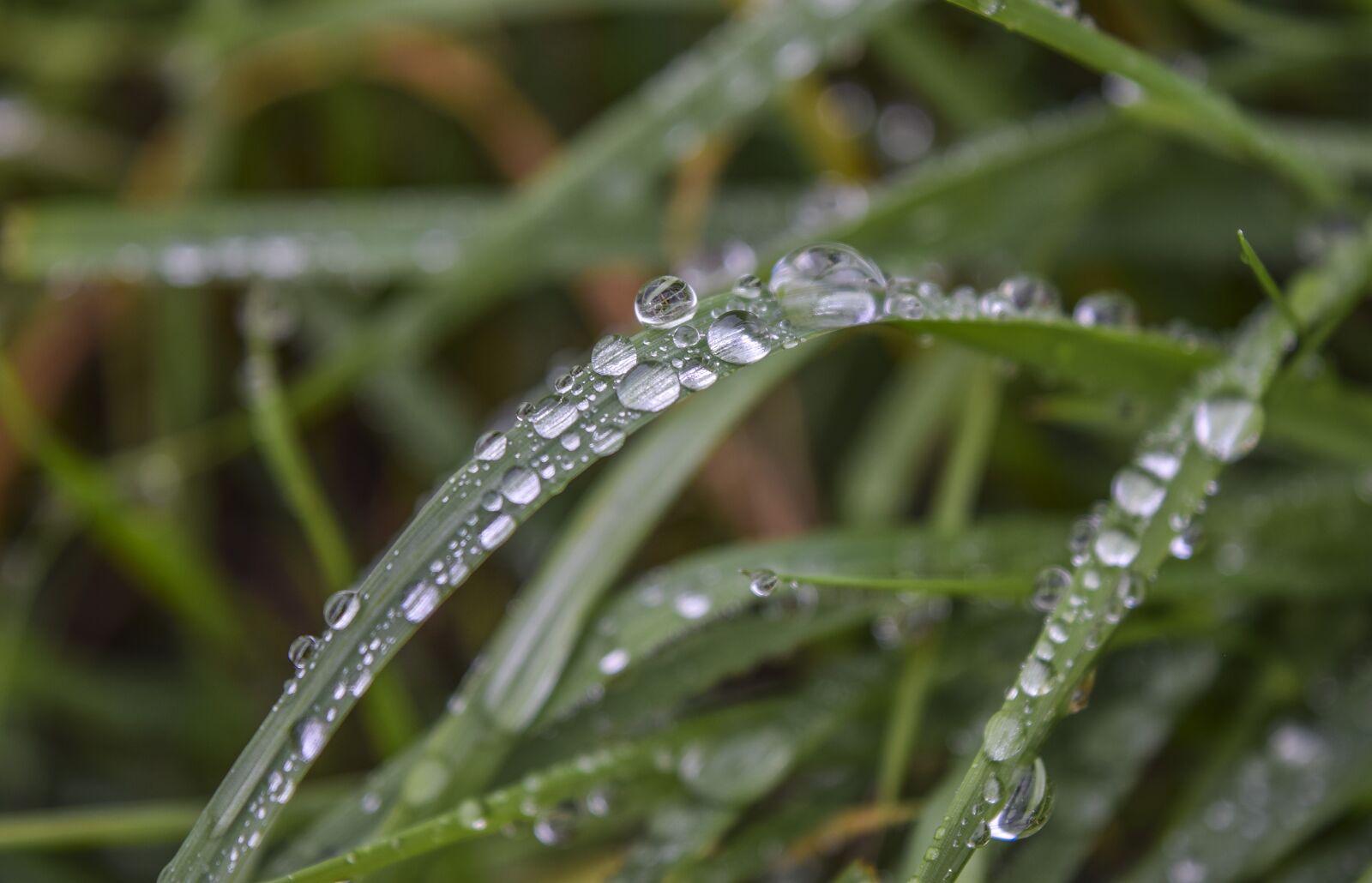 Nikon D3300 sample photo. Grass, drop of water photography