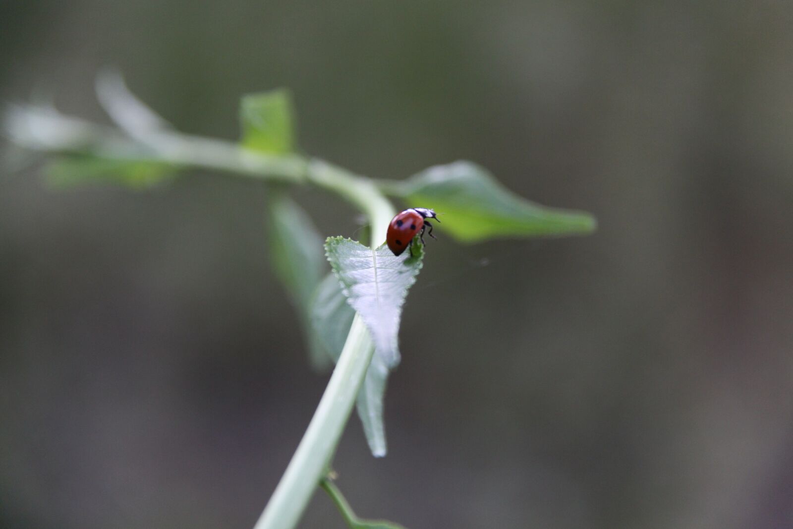 Canon EOS 50D sample photo. Ladybug, beetle, insect photography
