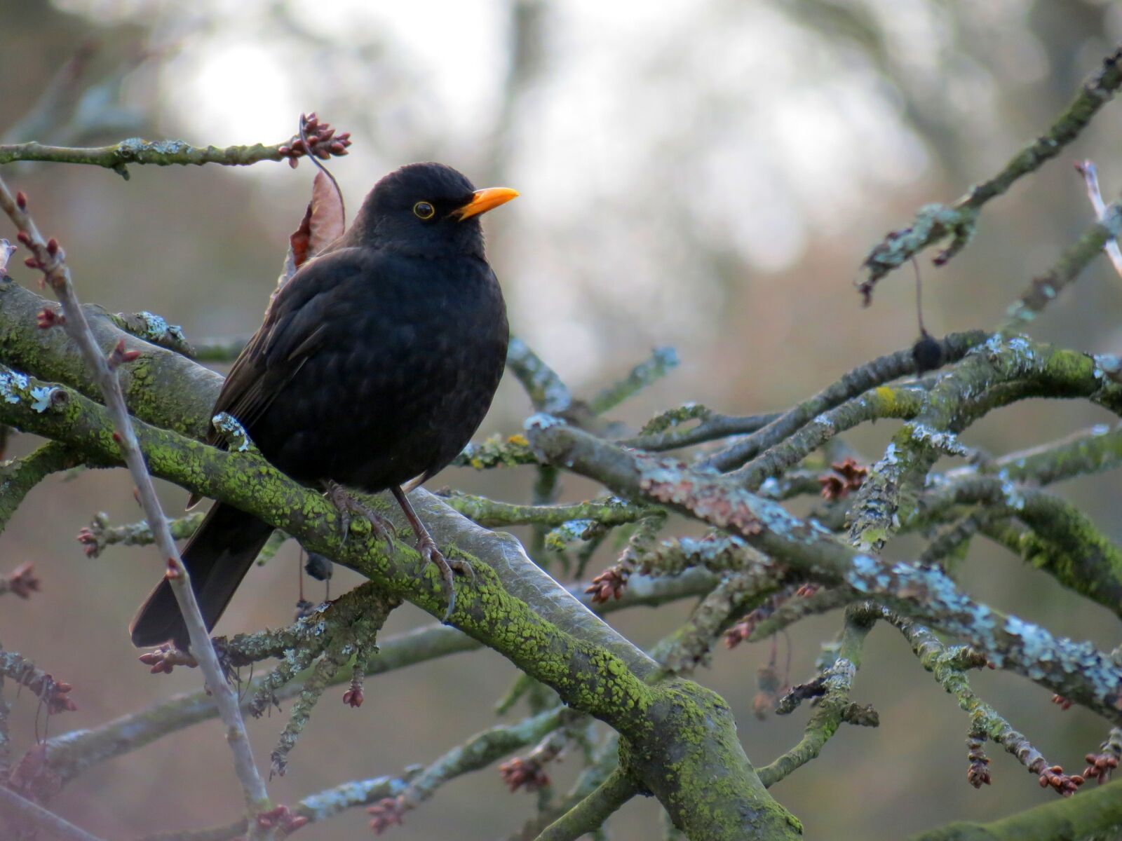 Canon PowerShot SX40 HS sample photo. Blackbird, bird, winter photography
