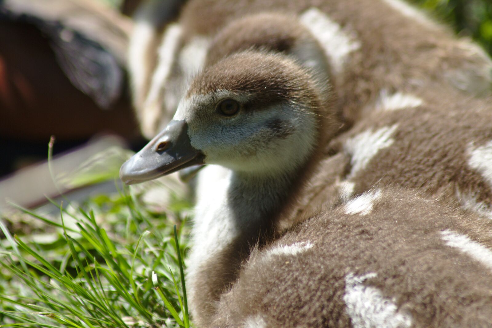 Canon EOS 750D (EOS Rebel T6i / EOS Kiss X8i) sample photo. Goose, chicks, goslings photography