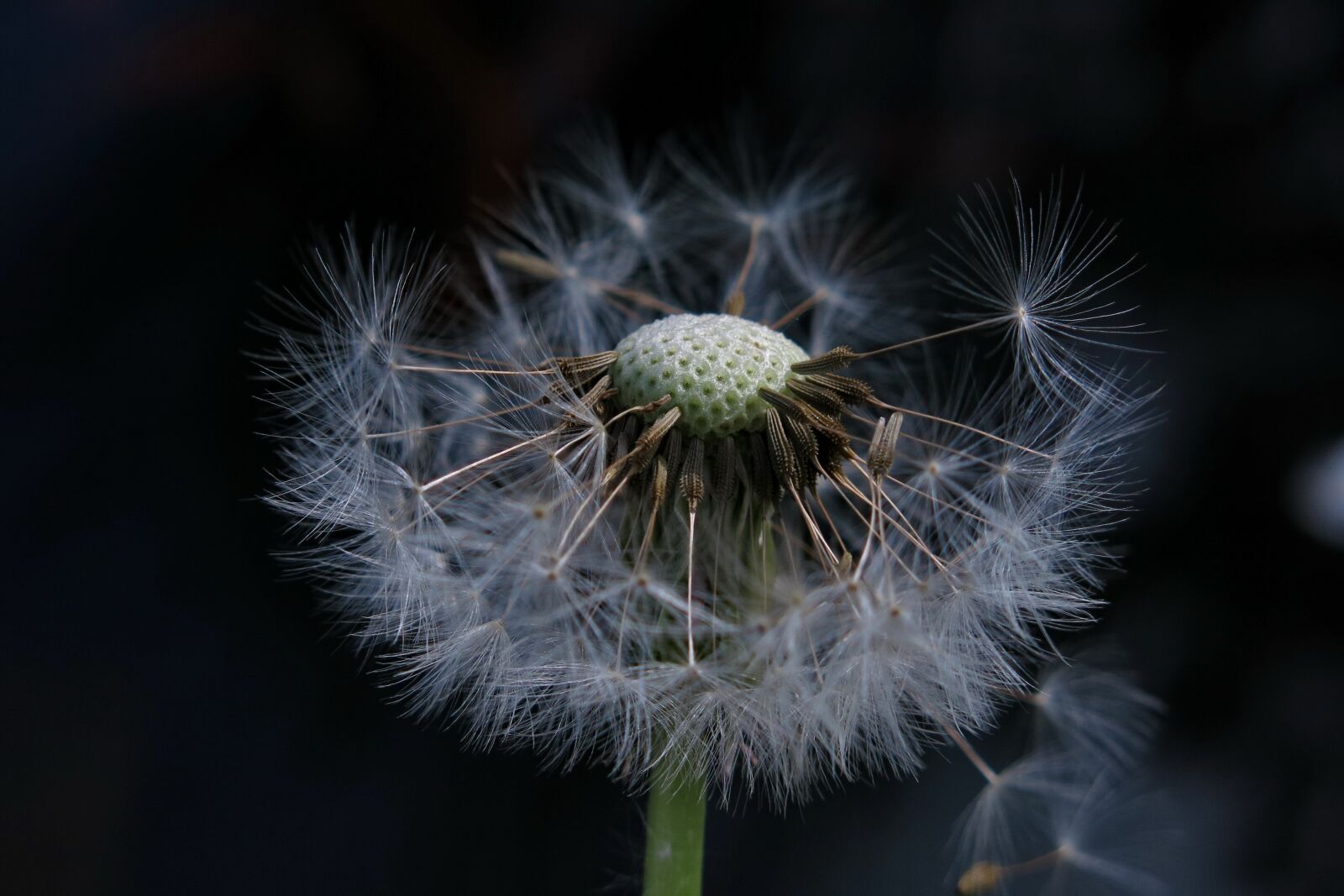 Canon PowerShot G15 sample photo. Dandelion, taraxacum, pusteplume photography