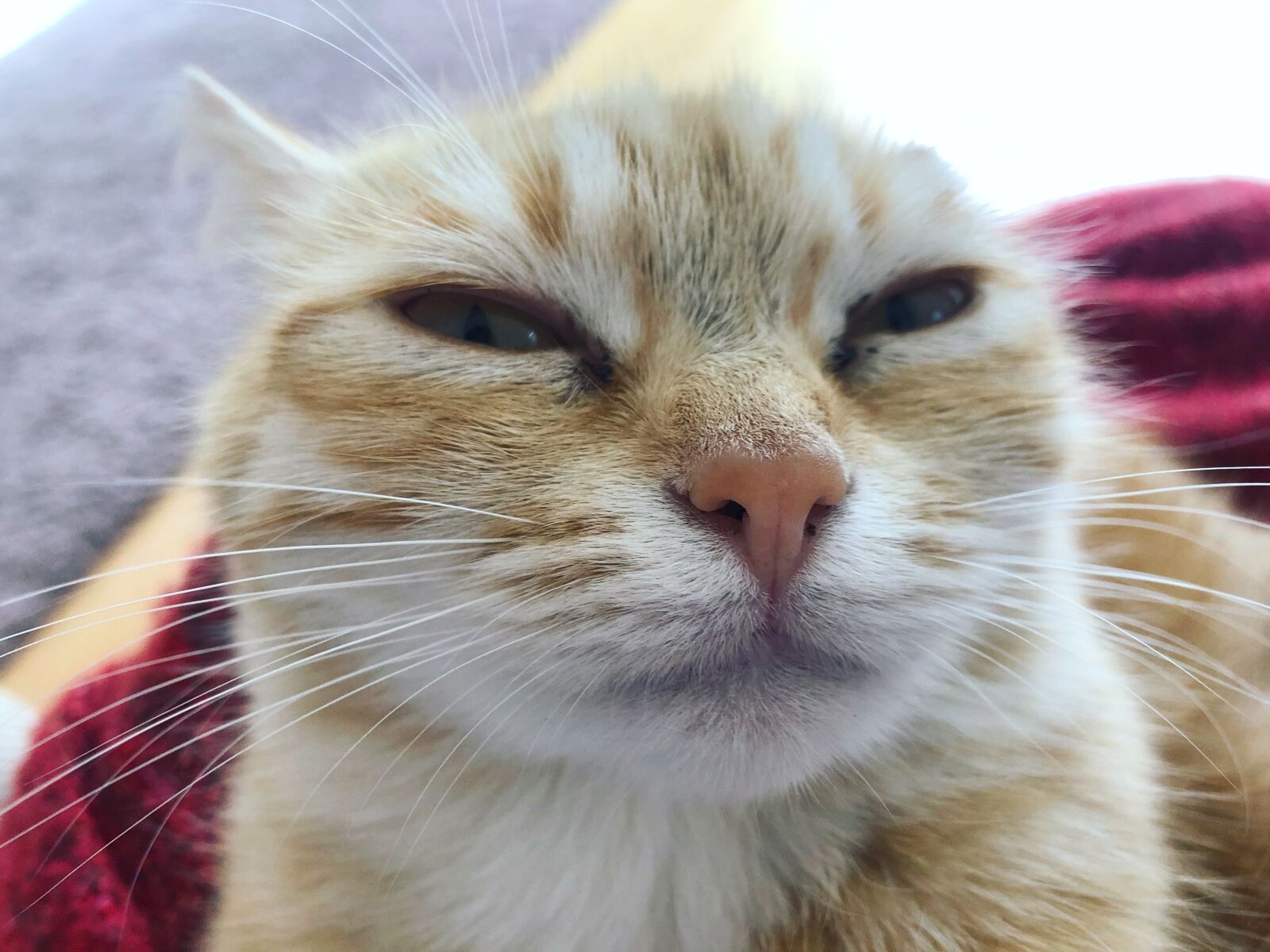 iPhone 8 back camera 3.99mm f/1.8 sample photo. Katze, kätzchen, gustaf photography