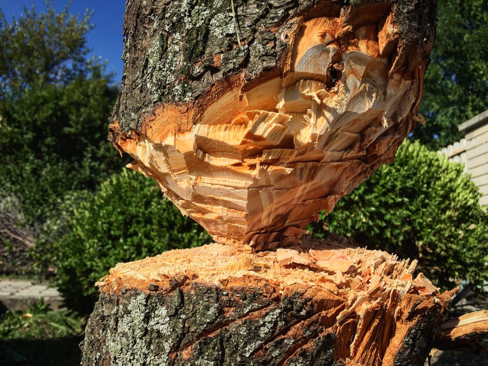 Apple iPhone 6 sample photo. Wood, nature, log photography