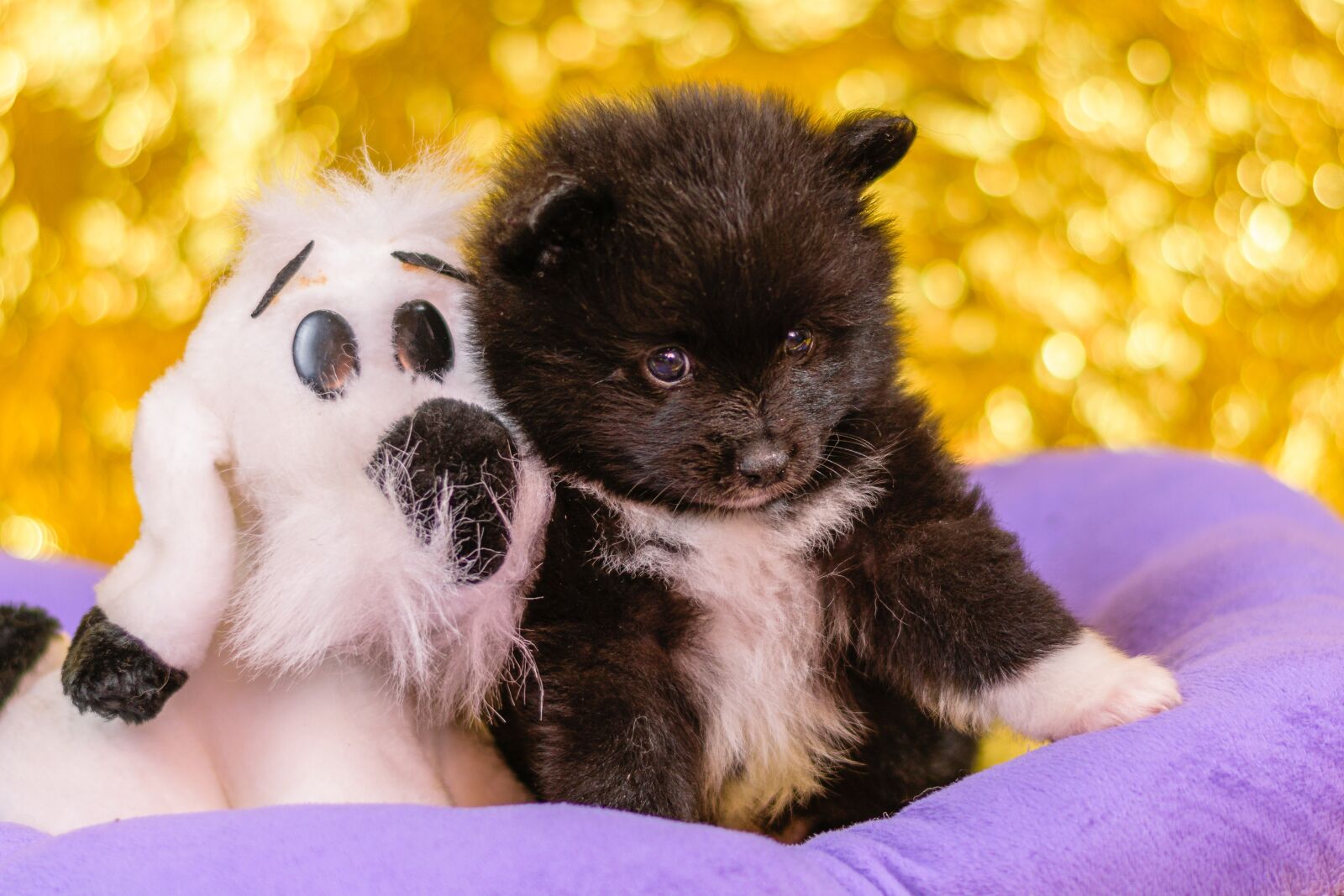 Nikon D5300 sample photo. Spitz puppies, puppies, dogs photography