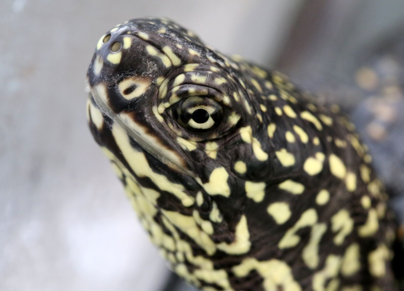 Canon EF-S 60mm F2.8 Macro USM sample photo. Turtle, reptile, eye photography
