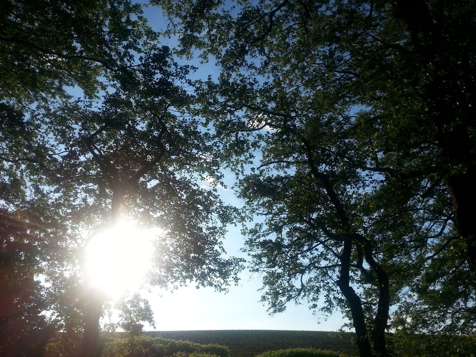 Samsung Galaxy S3 sample photo. Nature, tree, landscape photography