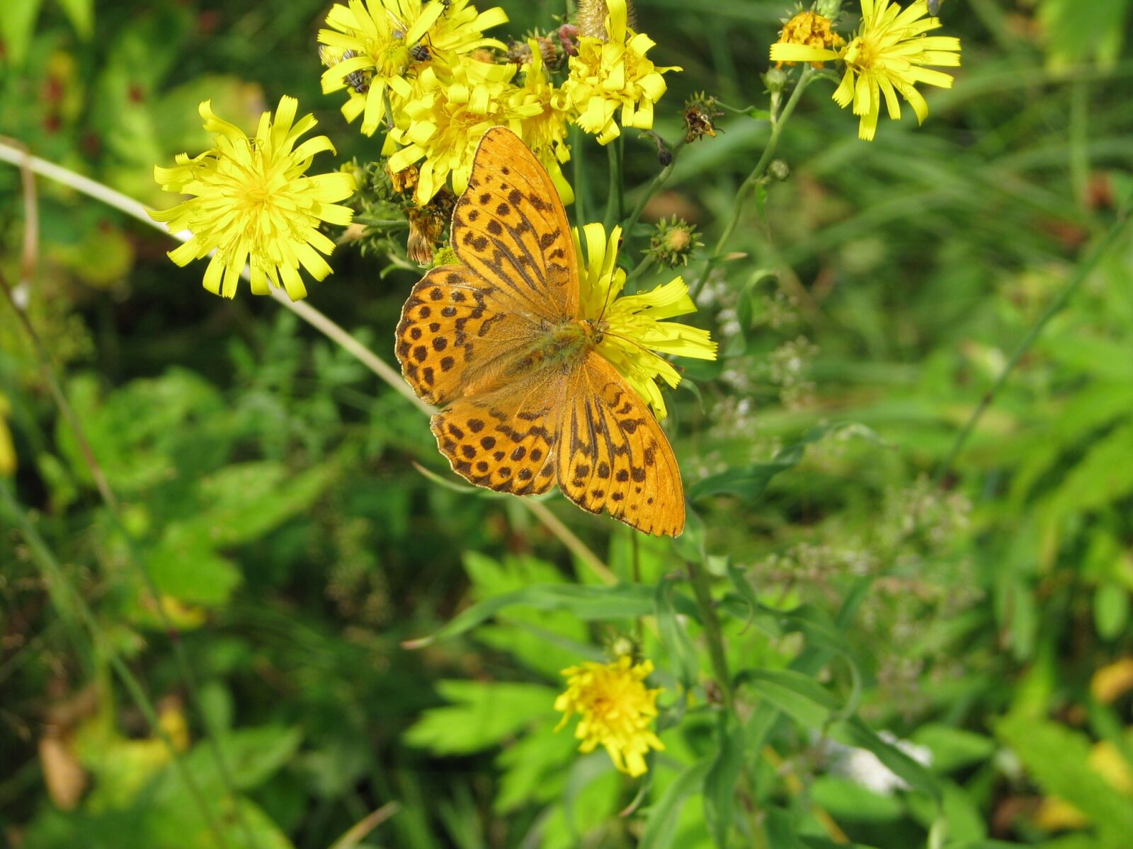 Canon POWERSHOT S5 IS sample photo. Butterfly, insect, closeup photography