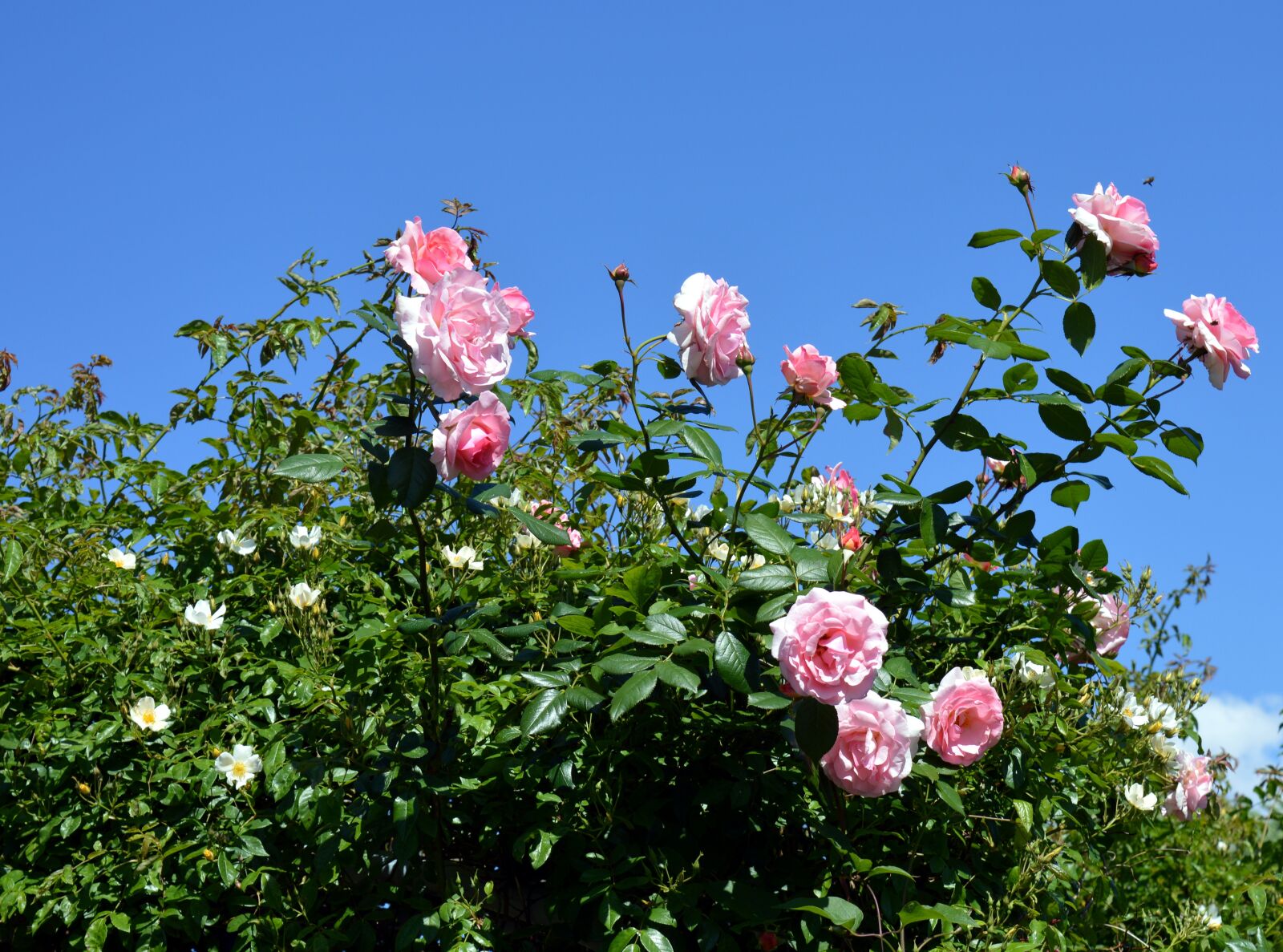 Nikon D3200 sample photo. Rose, pink, pink rose photography