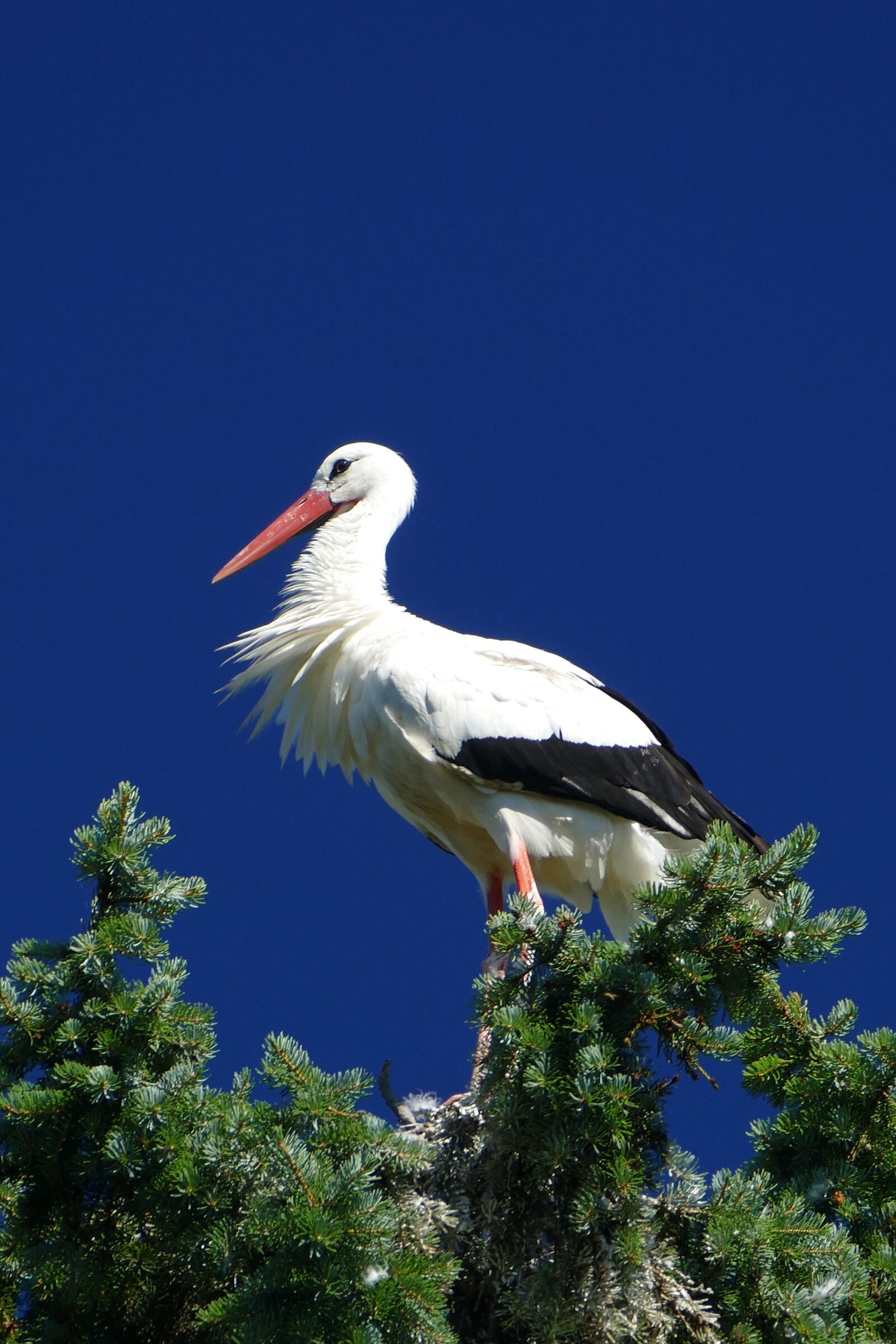 Panasonic Lumix DMC-FZ1000 sample photo. Stork, bird park, walsrode photography