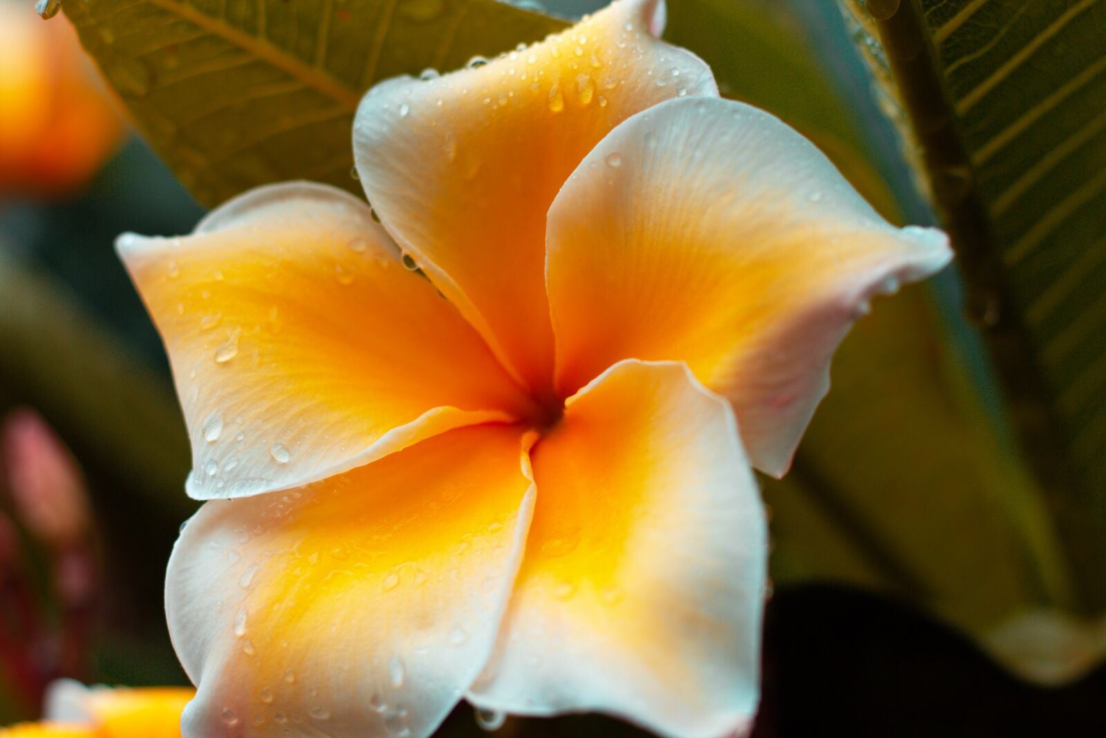 Canon EOS 700D (EOS Rebel T5i / EOS Kiss X7i) + Canon EF 50mm F1.8 STM sample photo. Plumeria, flower, thailand photography