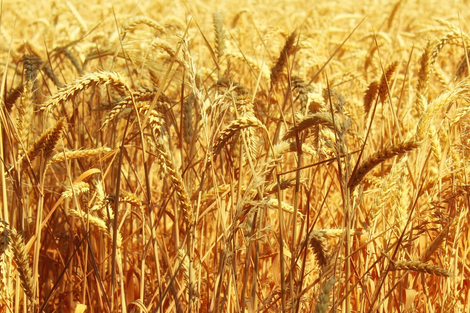Canon EOS 1300D (EOS Rebel T6 / EOS Kiss X80) sample photo. Cornfield, arable, gold photography