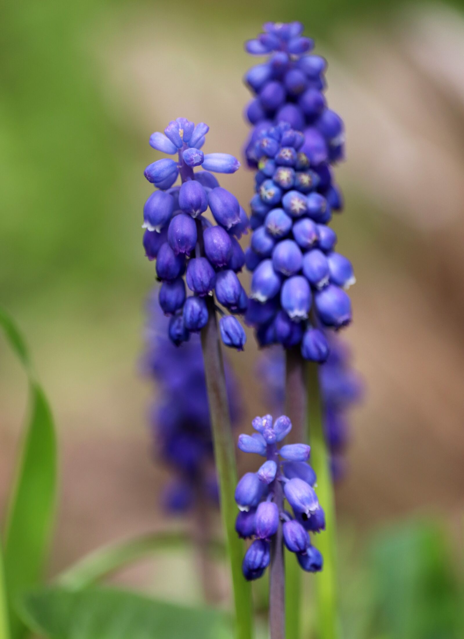 Canon EOS 800D (EOS Rebel T7i / EOS Kiss X9i) sample photo. Hyacinth, grape hyacinth, blue photography