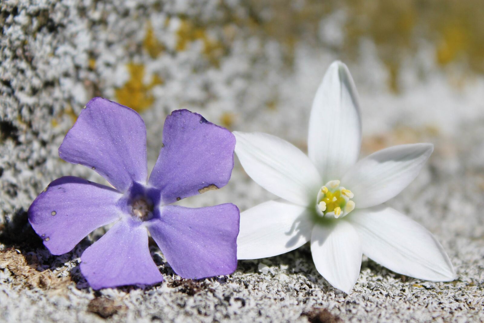 Canon EOS 1200D (EOS Rebel T5 / EOS Kiss X70 / EOS Hi) sample photo. Flowers, purple, white photography