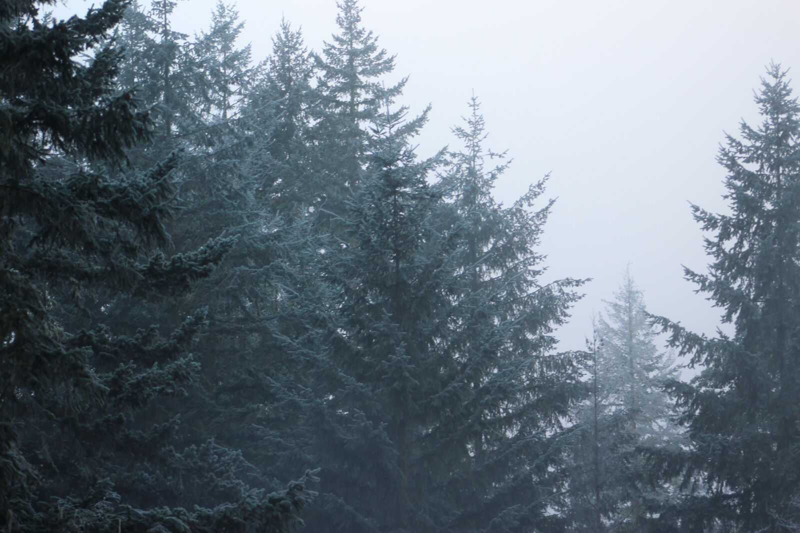 Canon EF 75-300mm f/4-5.6 sample photo. Frost, pine, trees, winter photography