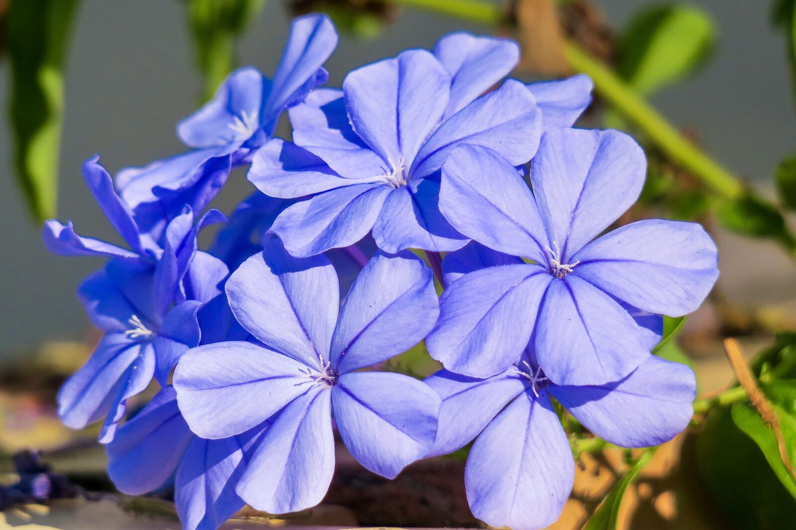 Canon PowerShot G3 X sample photo. Blue flower dan, flower photography