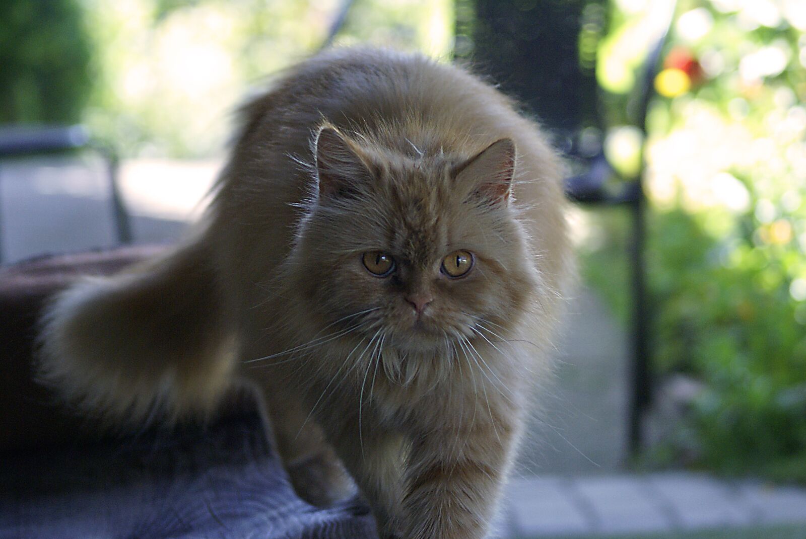 Sony Alpha DSLR-A100 sample photo. Cat, mammal, animal photography