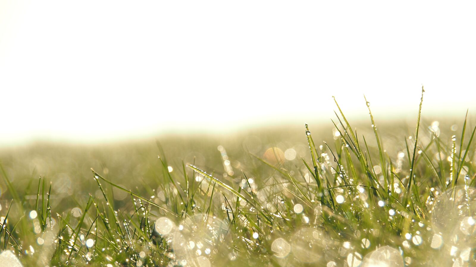 Olympus OM-D E-M5 II sample photo. Nature, grass, dew photography