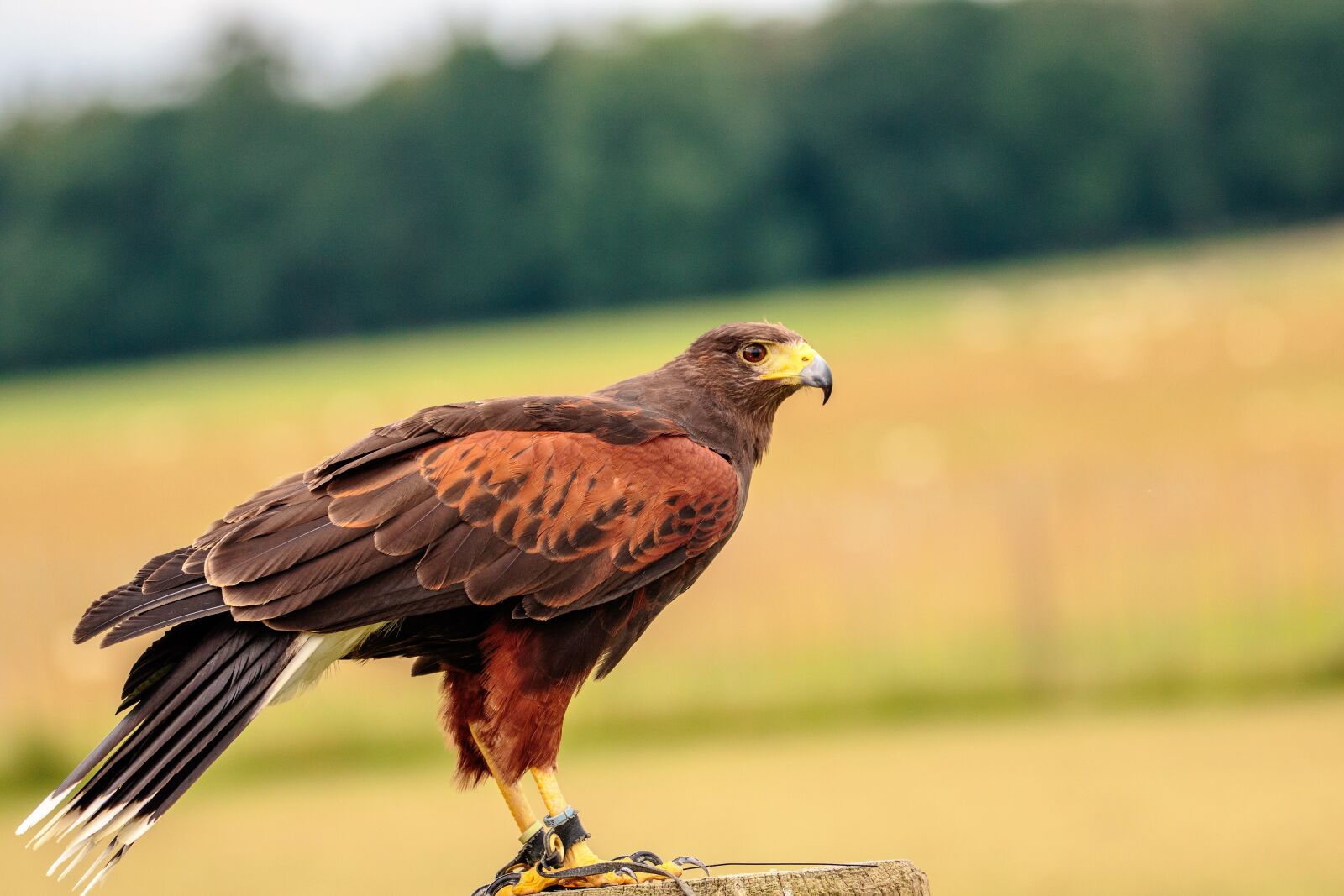 Canon EOS 7D Mark II sample photo. Harris, hawk, bird photography