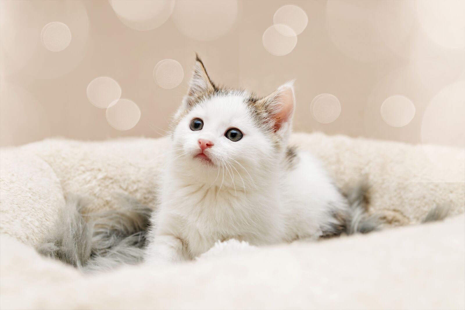 30mm F1.4 DC DN | Contemporary 016 sample photo. Kitten, cat baby, small photography