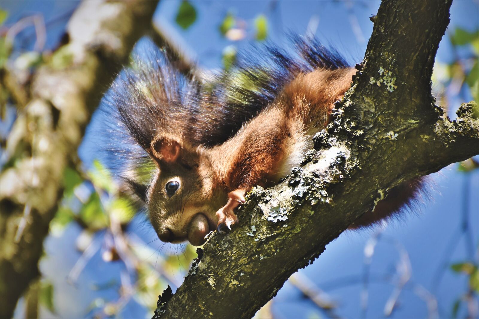 Nikon D7200 sample photo. Squirrel, verifiable kitten, rodent photography