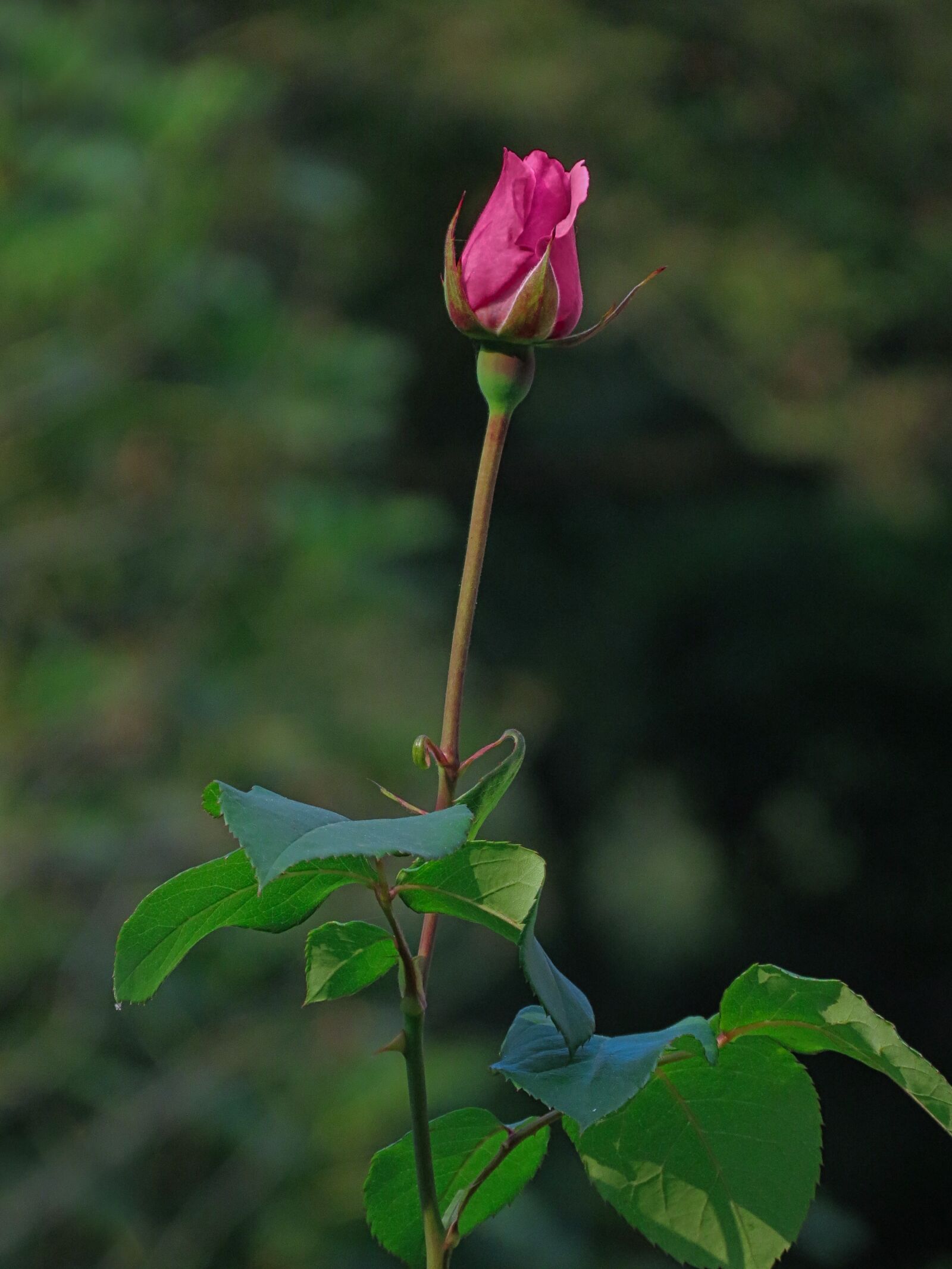 Canon PowerShot SX40 HS sample photo. Bud, rosa, flower photography