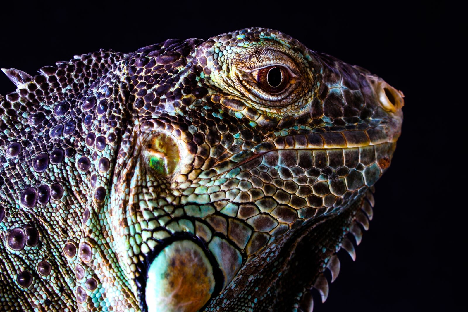 Canon EOS 100D (EOS Rebel SL1 / EOS Kiss X7) sample photo. Lizard, pet, reptile photography