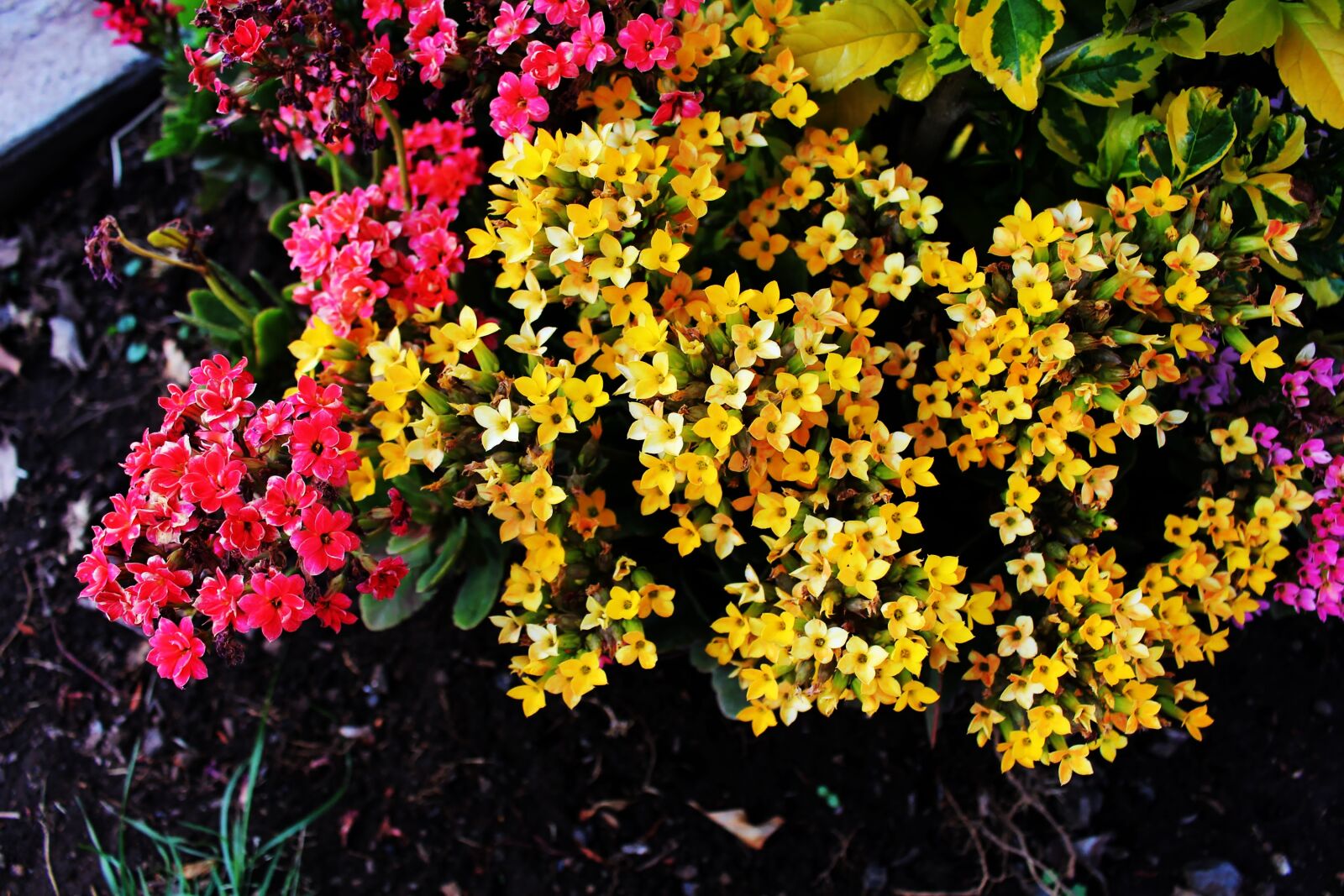 Canon EOS 700D (EOS Rebel T5i / EOS Kiss X7i) sample photo. Flower, garden, nature photography