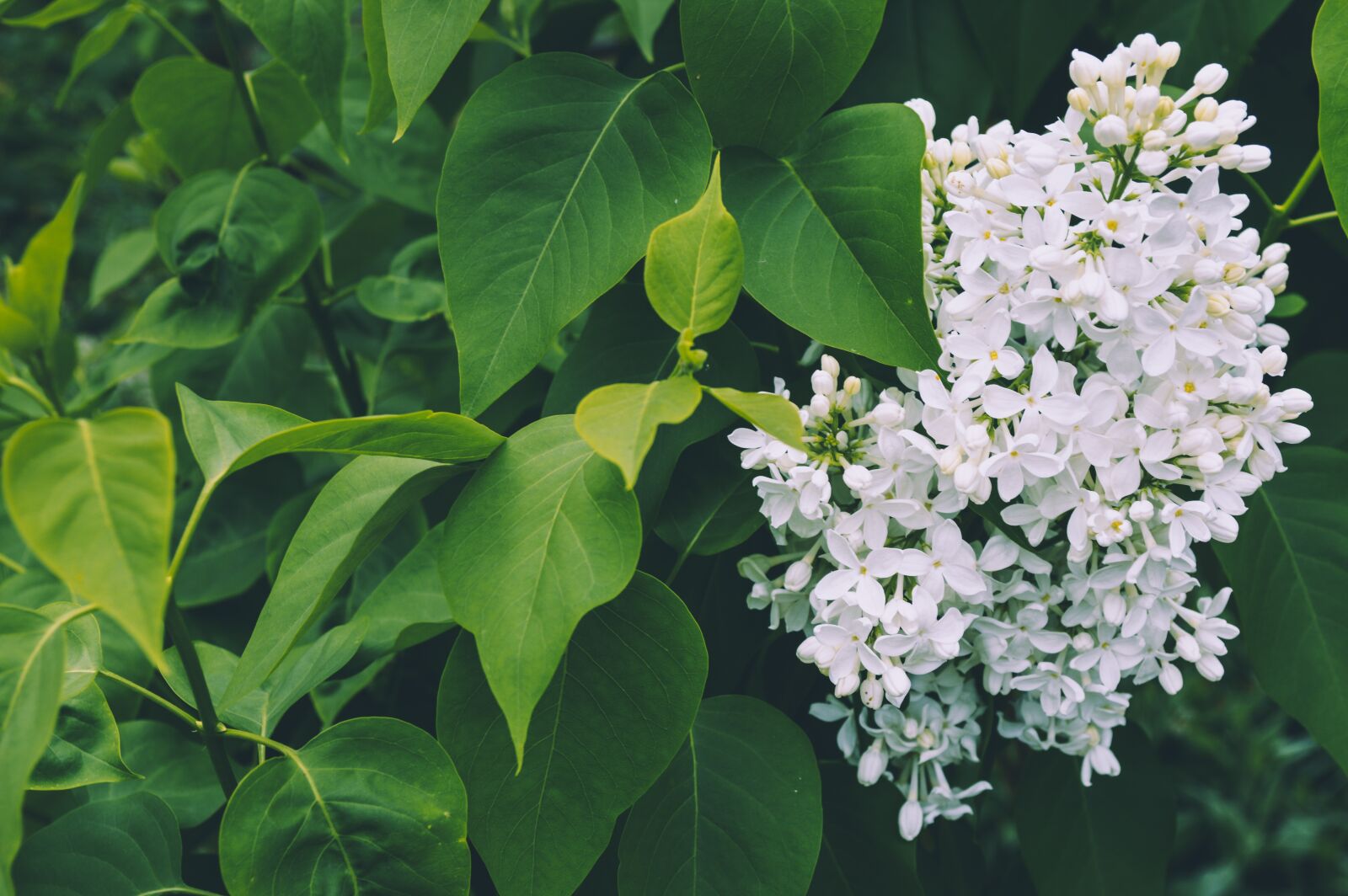 Nikon D3200 sample photo. Leaves, flowers, garden photography