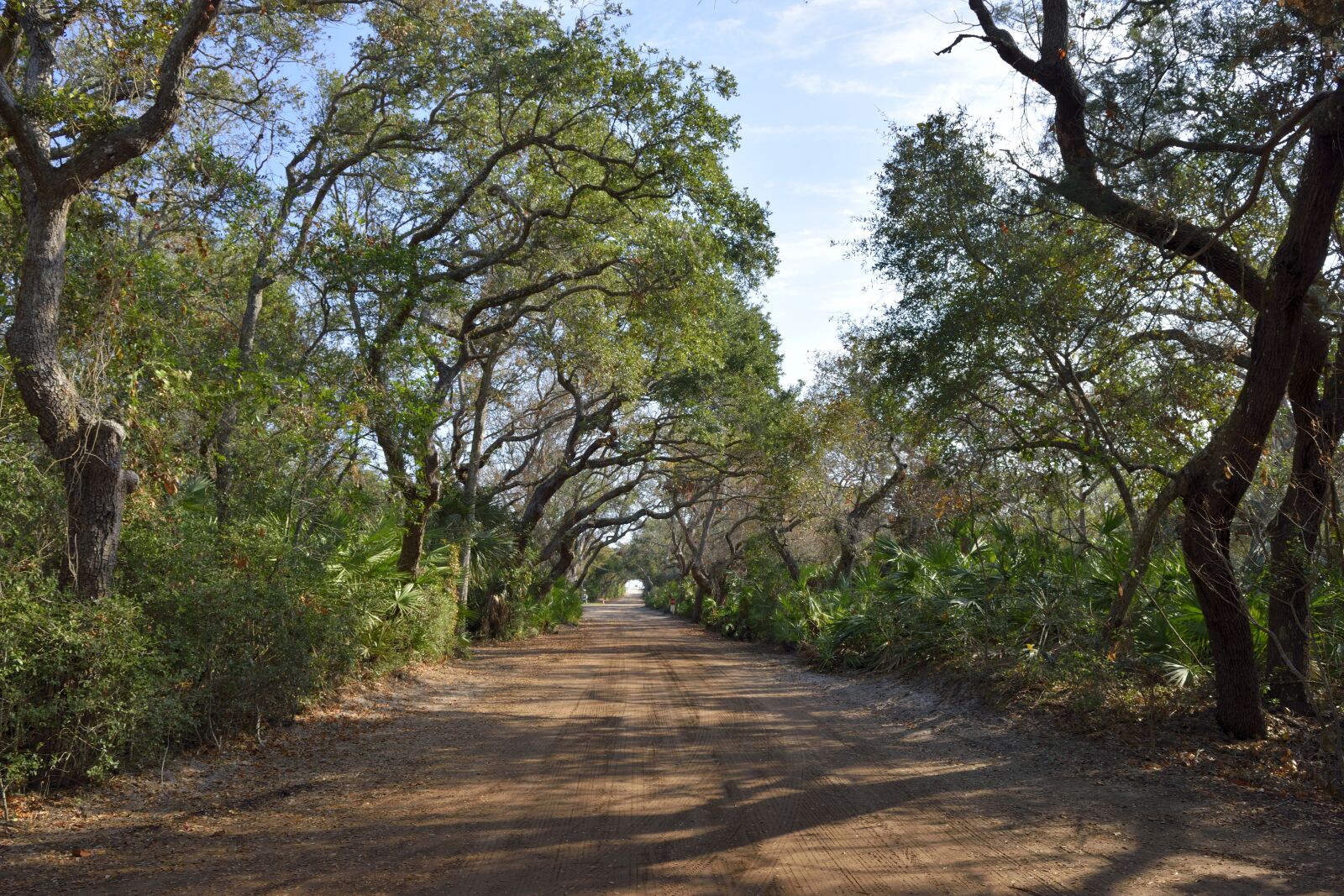 Nikon D3300 sample photo. Dirt road, trees, outside photography