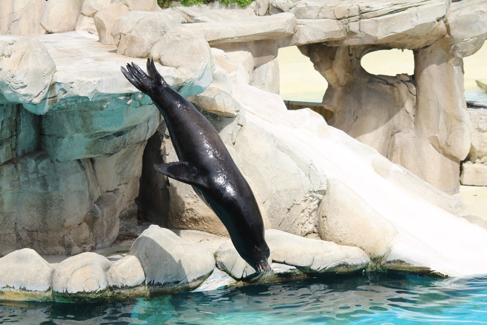 Canon EOS 600D (Rebel EOS T3i / EOS Kiss X5) sample photo. Aquatic, diving, penguin photography