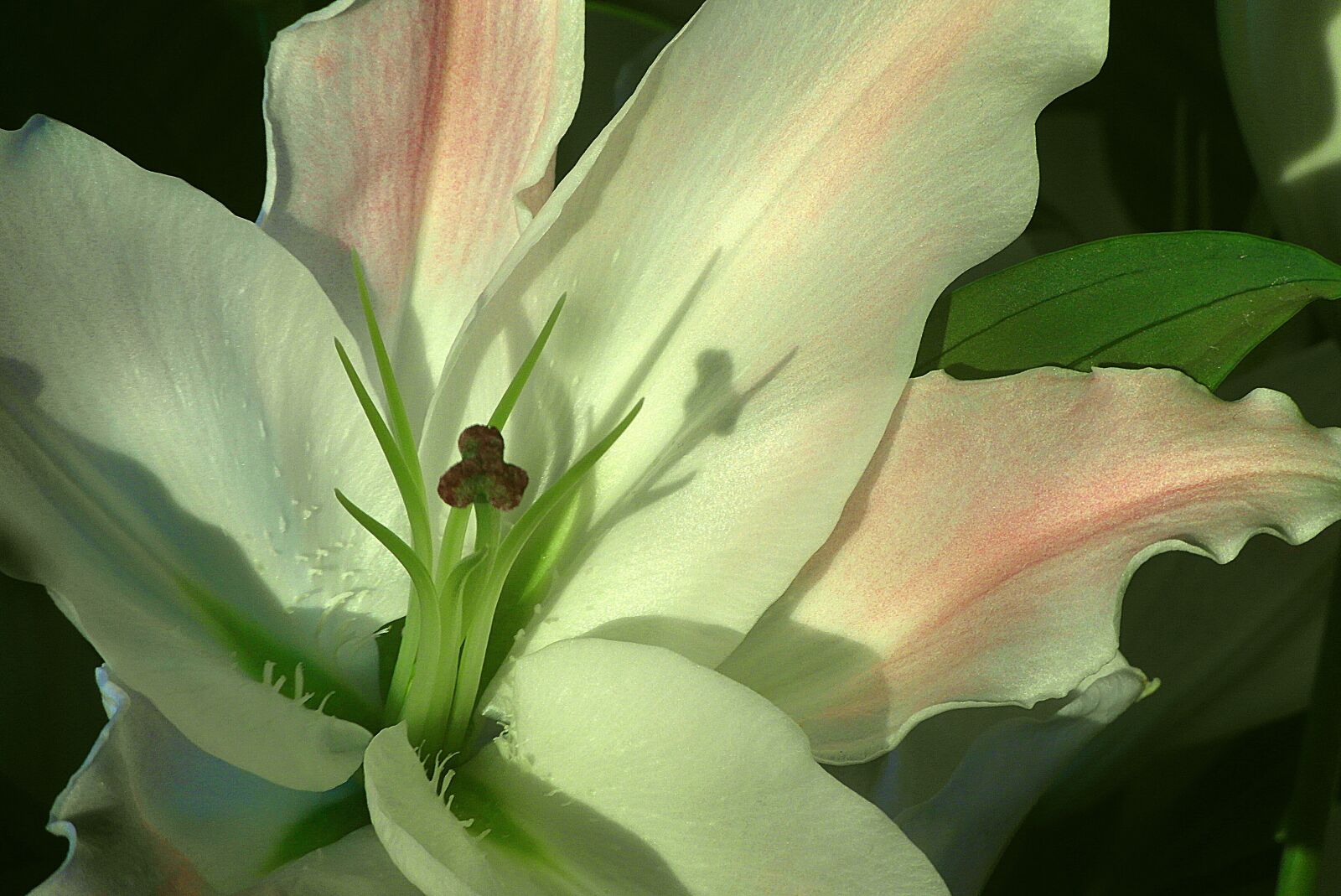 Samsung WB750 sample photo. Lily white, white, clear photography