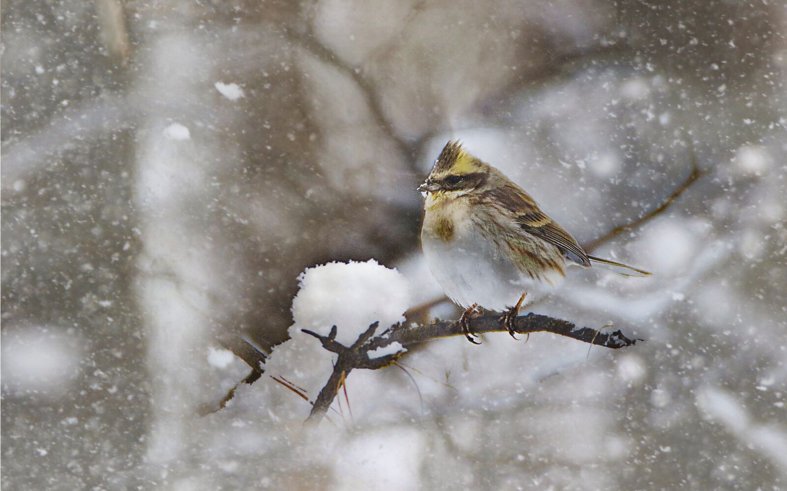 Canon EOS 7D Mark II sample photo. New, animal, nature photography
