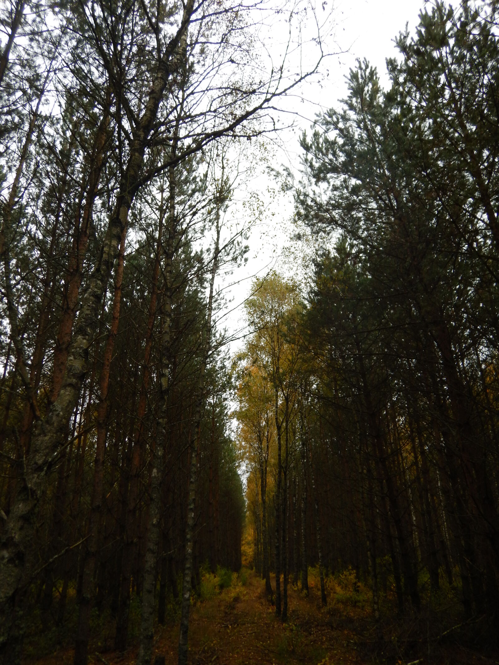 Nikon Coolpix AW130 sample photo. Forest, trees photography