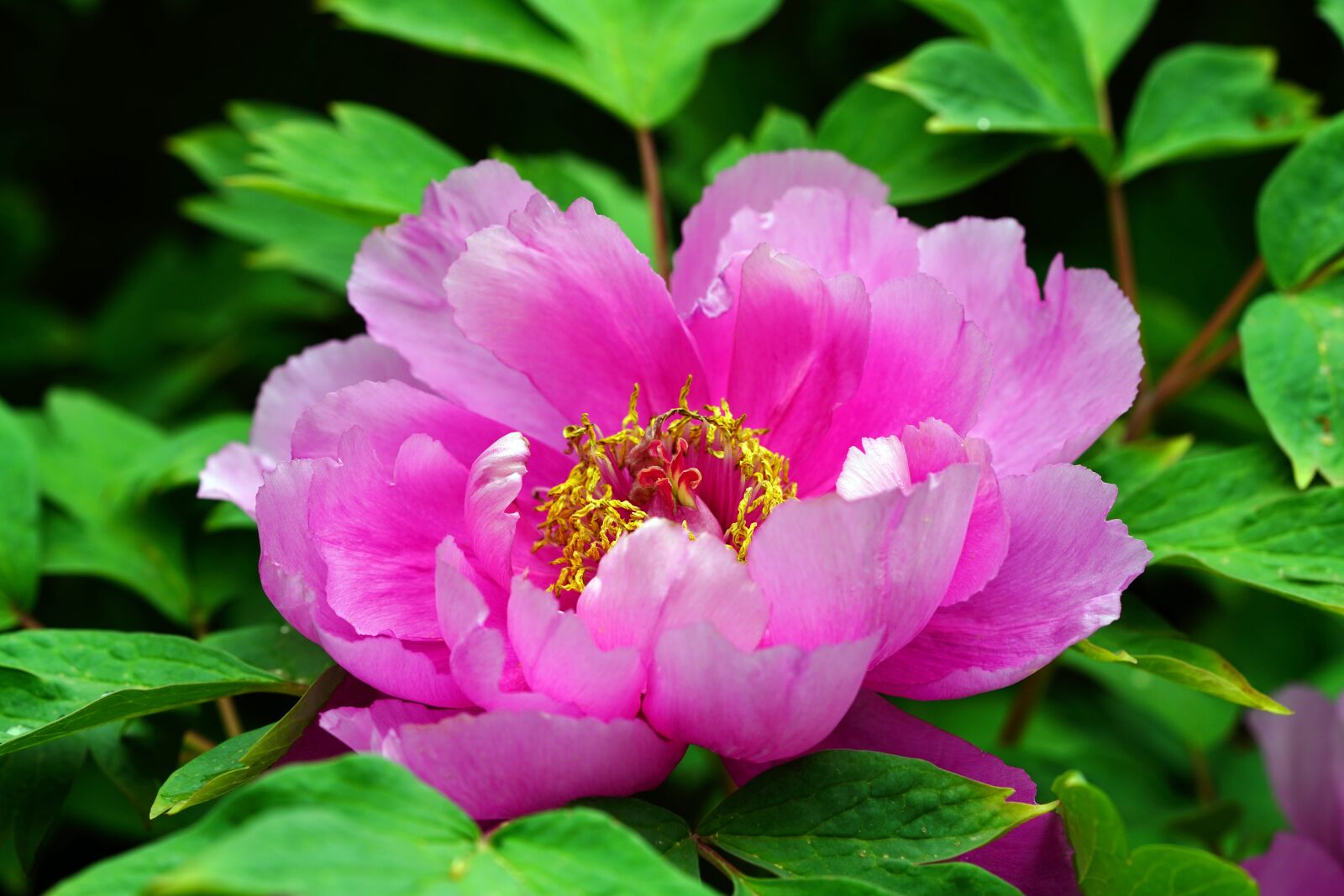 Sony a7R III + Sony FE 90mm F2.8 Macro G OSS sample photo. Flower, nature, summer photography