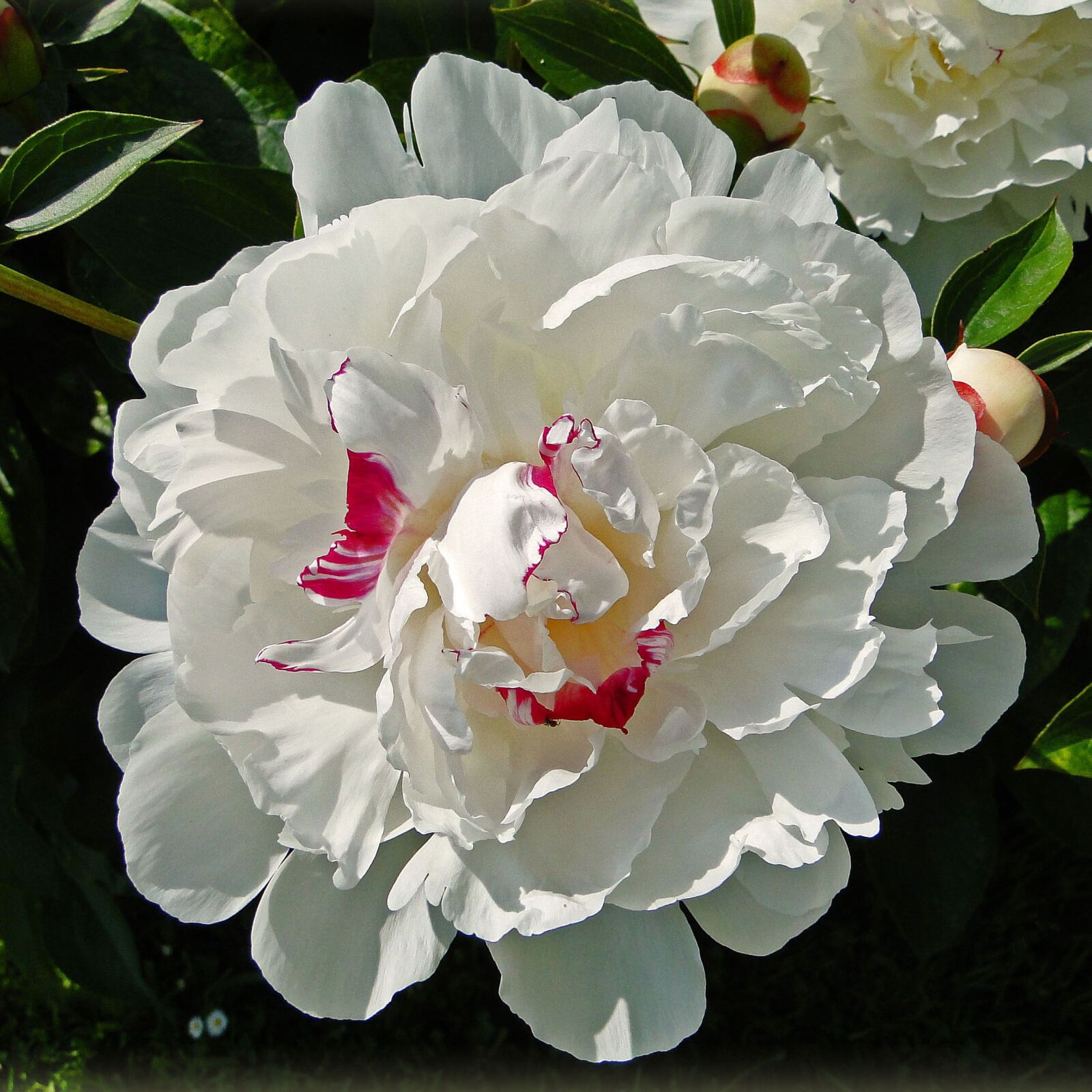 Sony Cyber-shot DSC-HX1 sample photo. Flowers, white, white flowers photography