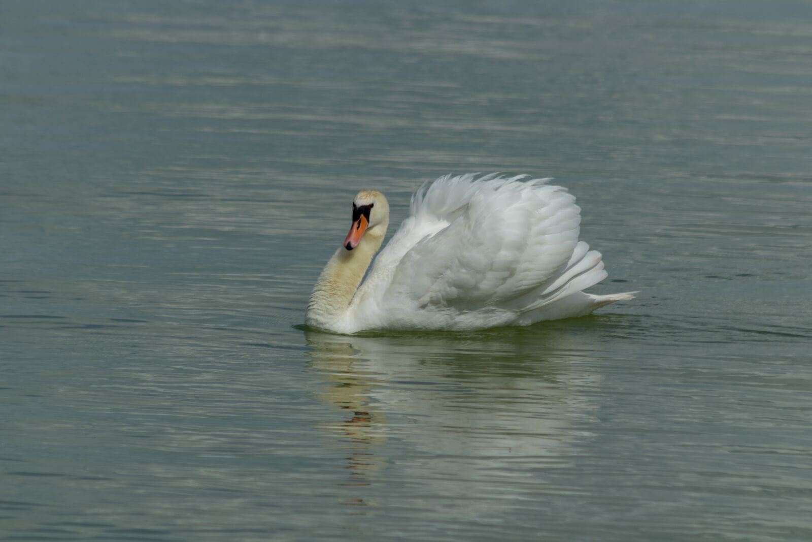 Canon EF75-300mm f/4-5.6 sample photo. Swan, bird, white photography