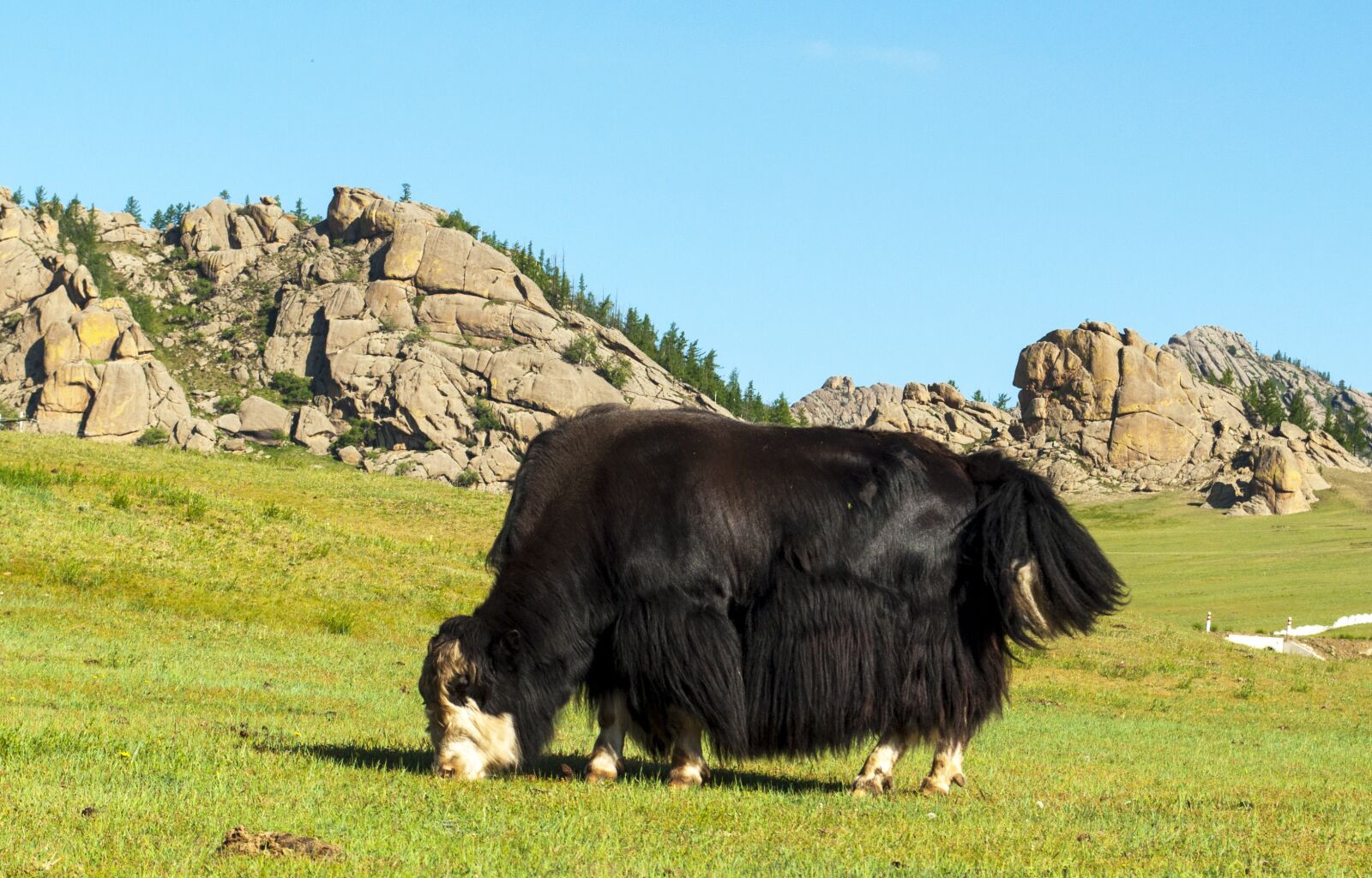 Nikon D90 sample photo. Yak, pasture, livestock photography