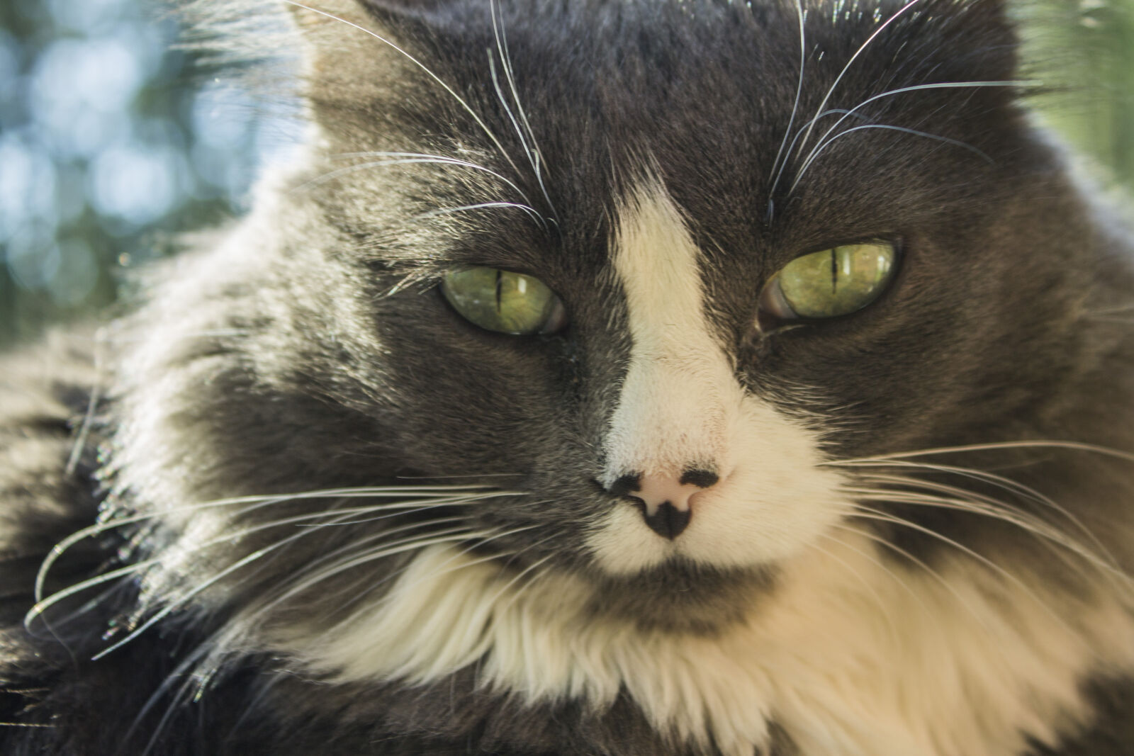 Canon EOS 1100D (EOS Rebel T3 / EOS Kiss X50) sample photo. Cat, close, up, view photography