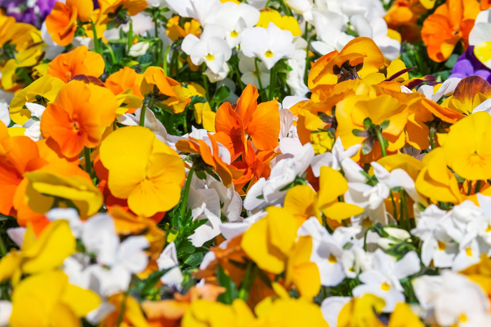 Fujifilm X-T10 sample photo. Pansy, flowers, spring photography