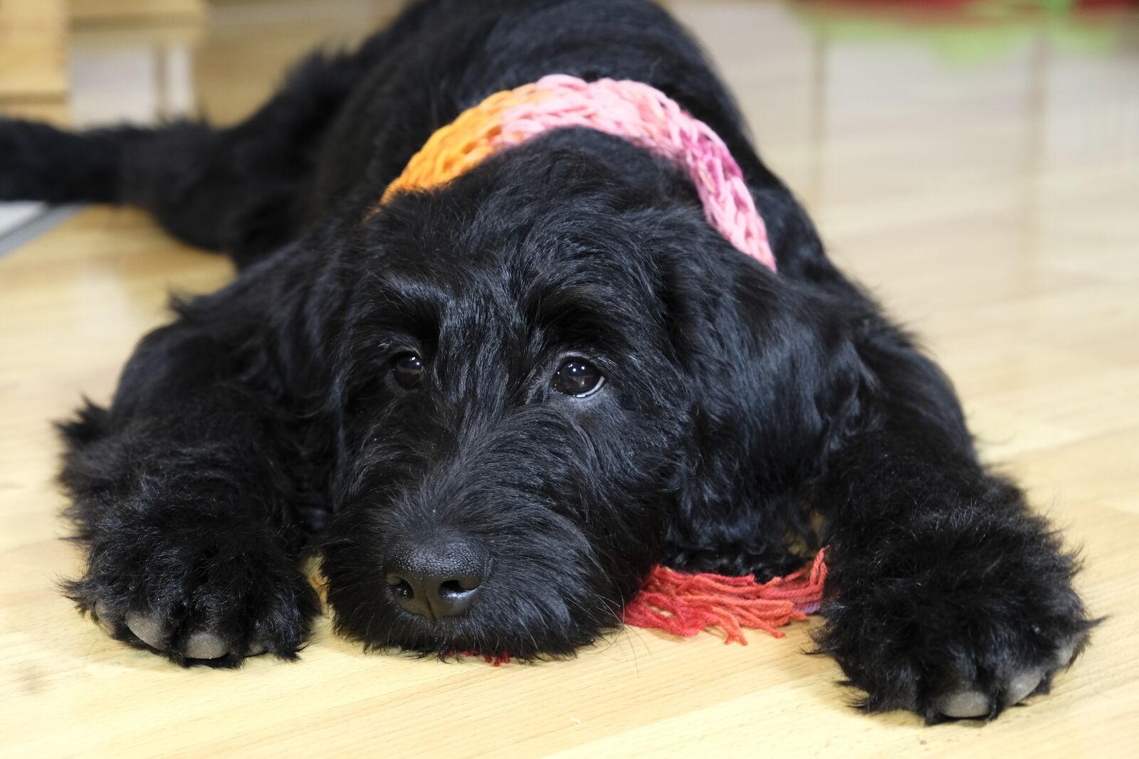 Fujifilm XF 18-55mm F2.8-4 R LM OIS sample photo. Dog, puppy, labradoodle photography