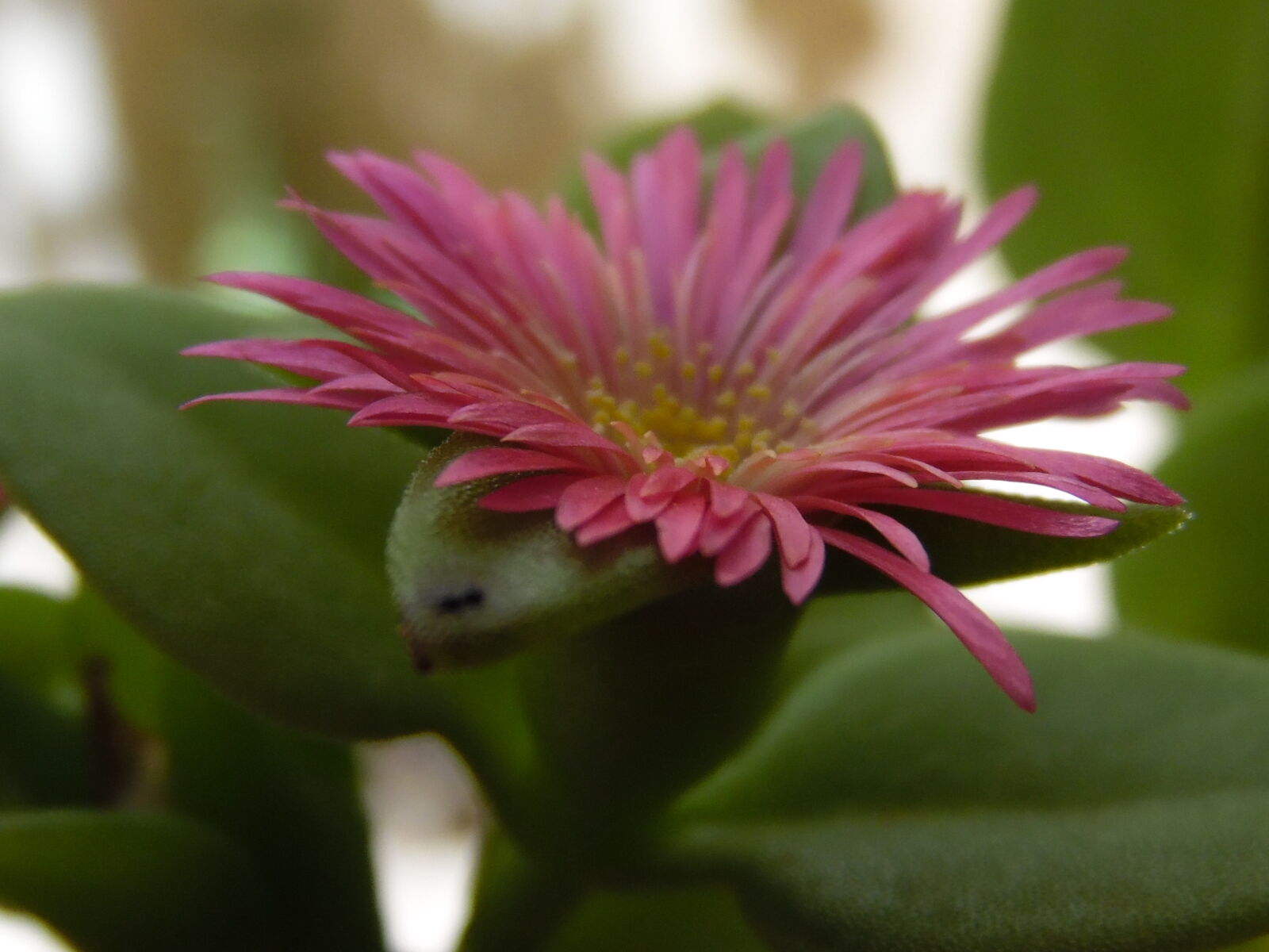 Samsung WB1100F/WB1101F/WB1102F sample photo